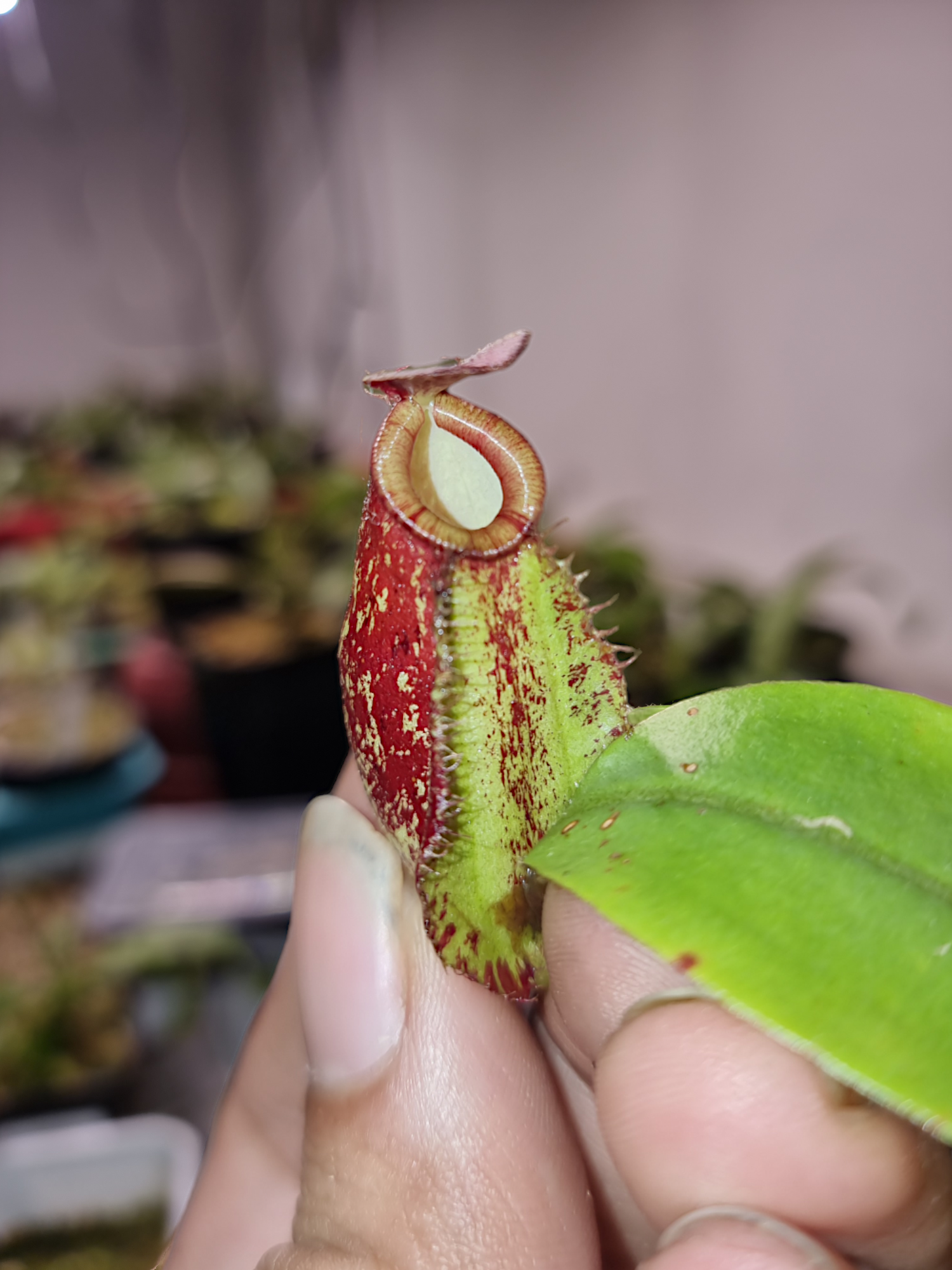 Nepenthes ampullaria x (spectabilis x northiana)