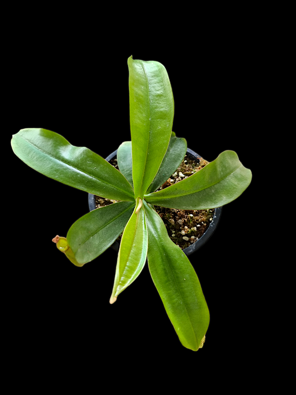 Nepenthes ampullaria x (spectabilis x northiana)