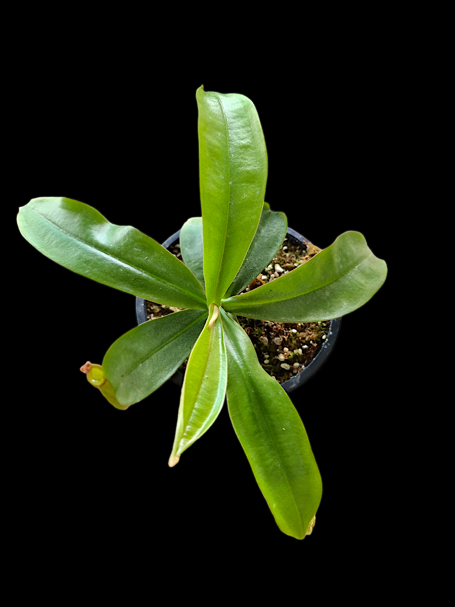 Nepenthes ampullaria x (spectabilis x northiana)