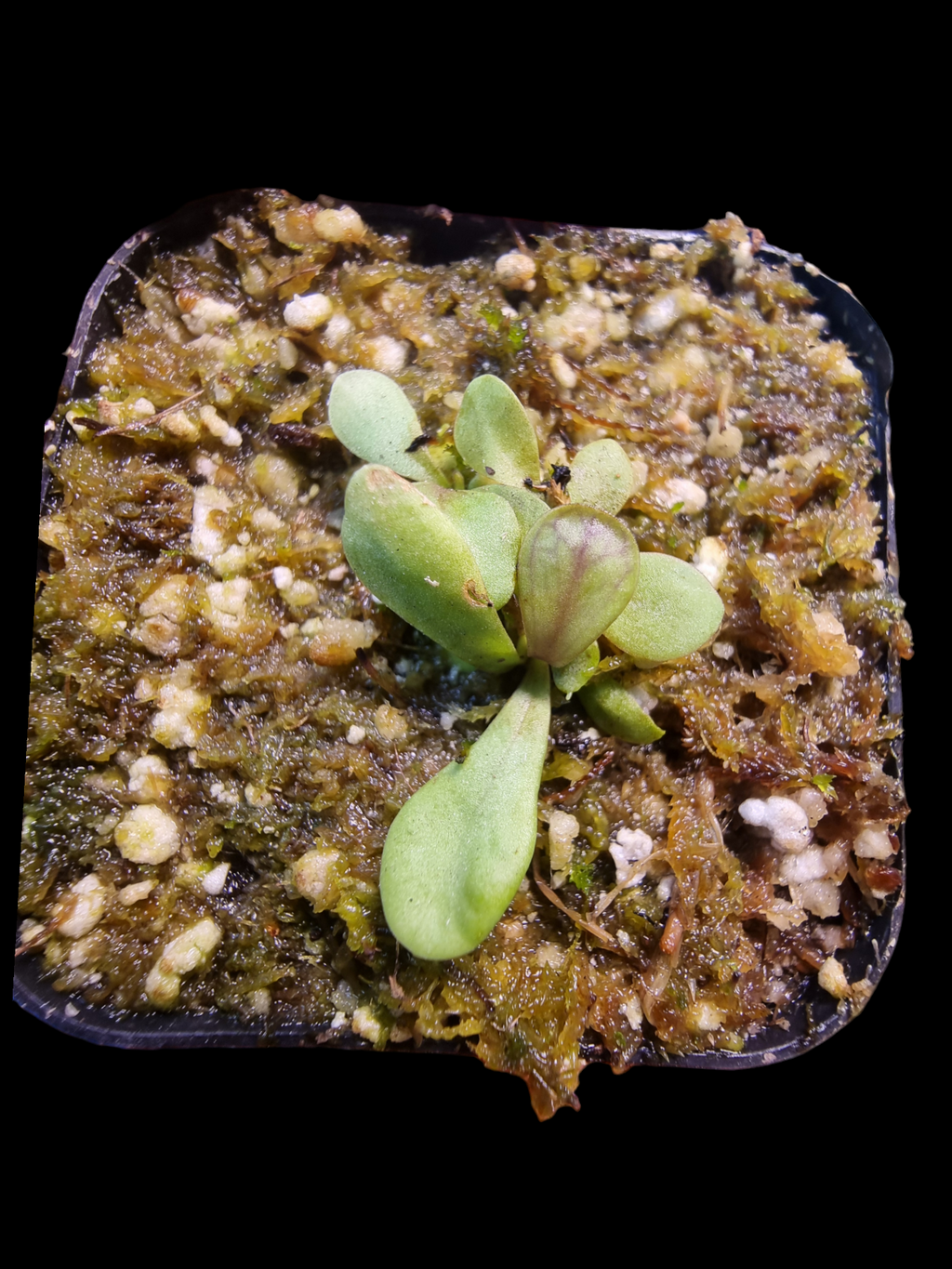 Utricularia calycifida 'Gran Sabana'