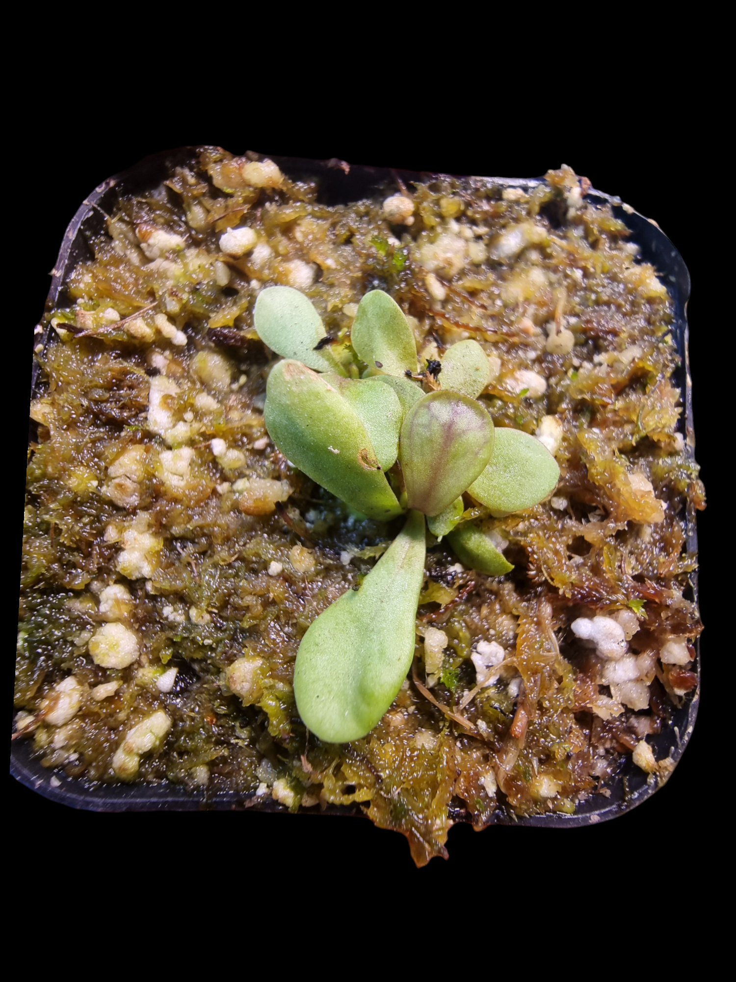 Utricularia calycifida 'Gran Sabana'