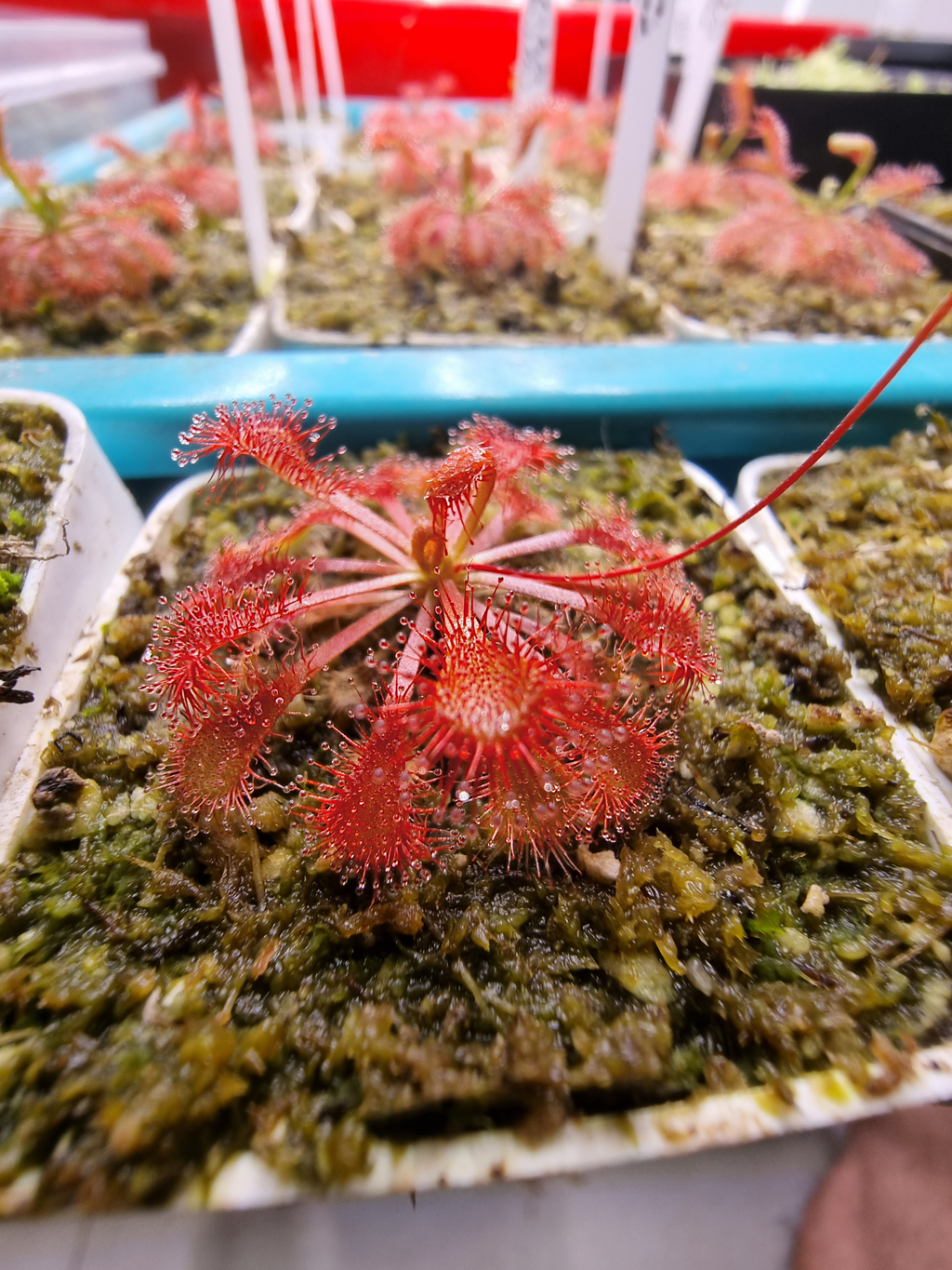 Drosera spatulata var. lovellae