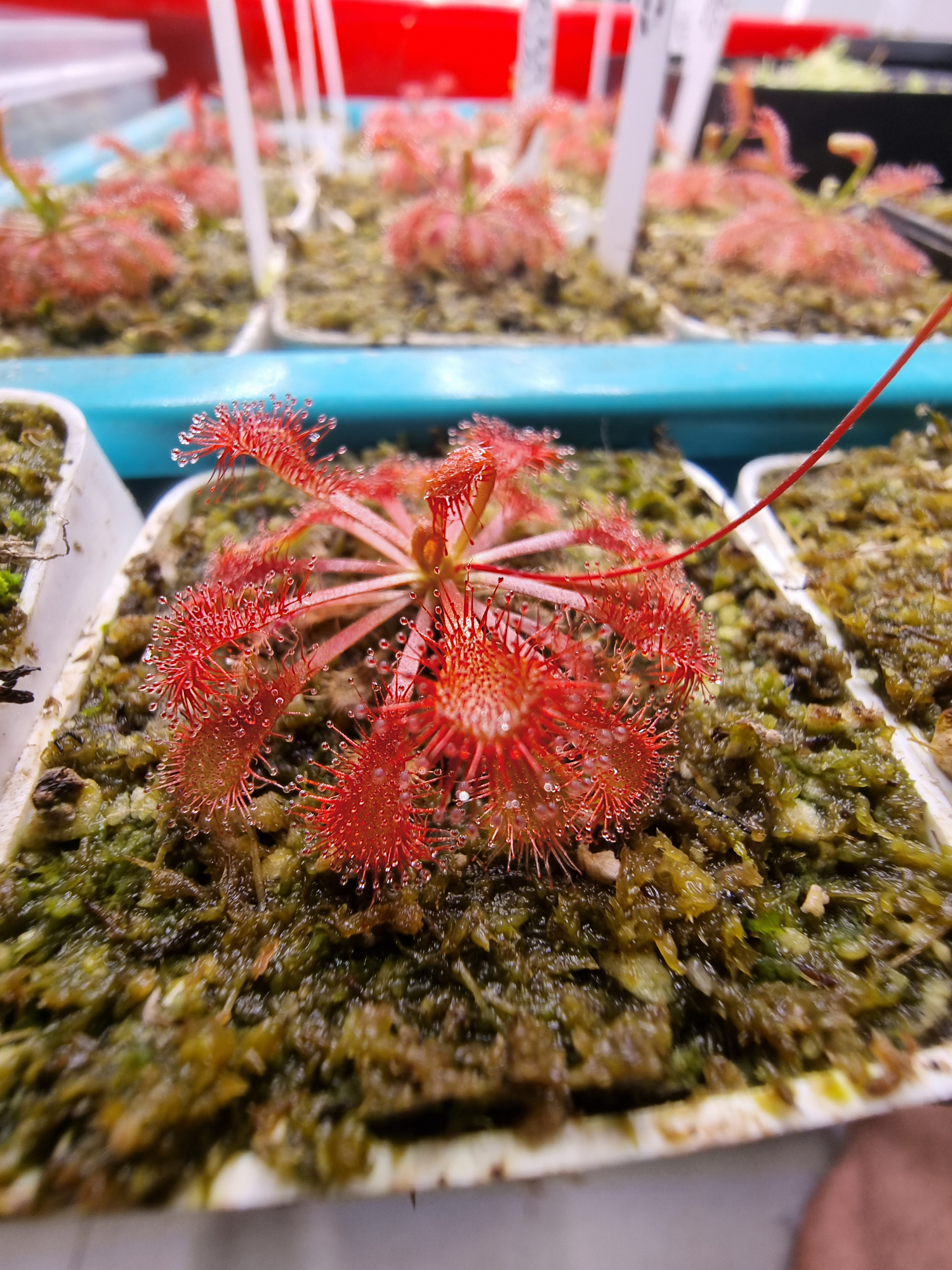 Drosera spatulata var. lovellae