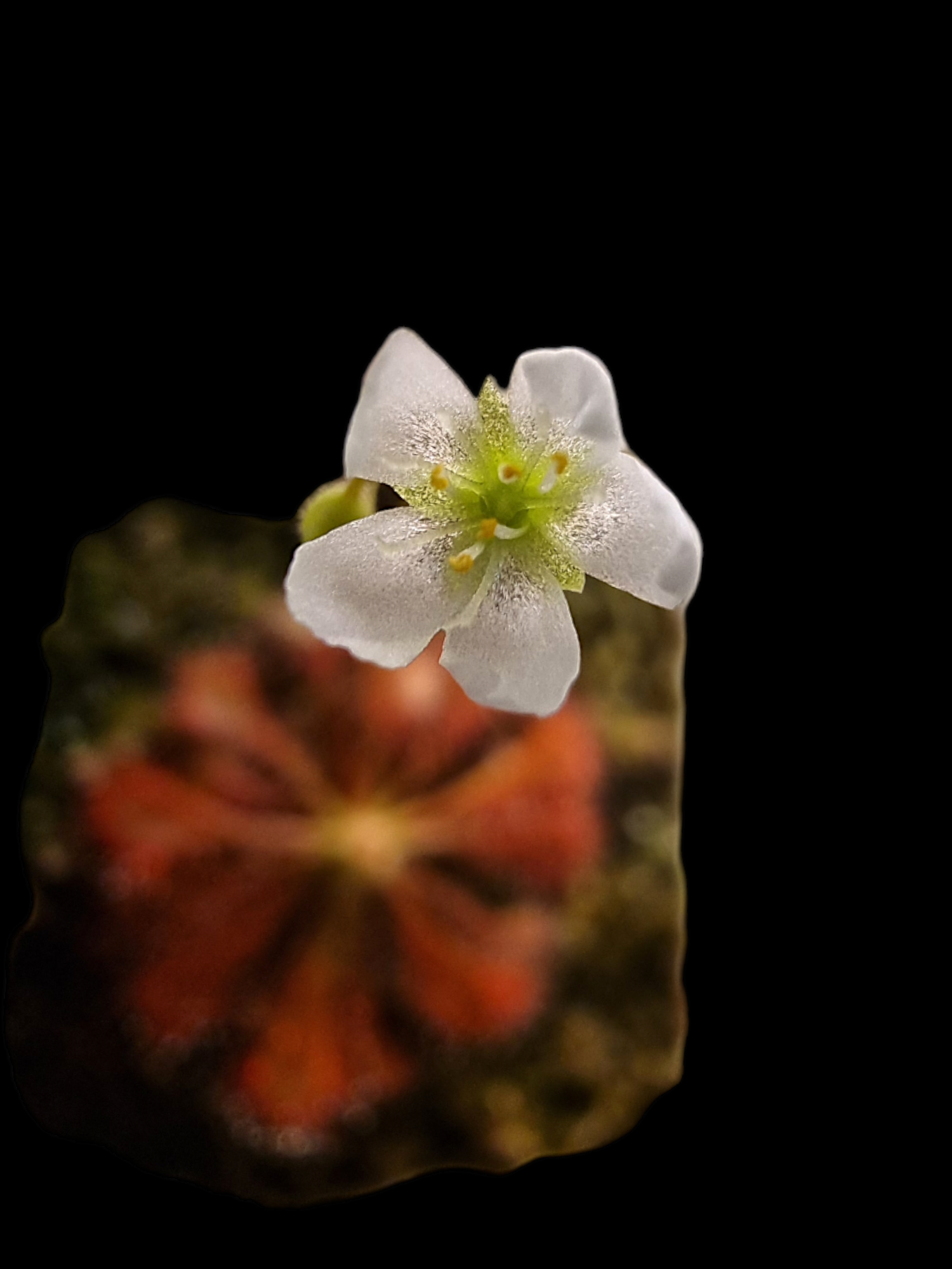 Drosera spatulata var. lovellae