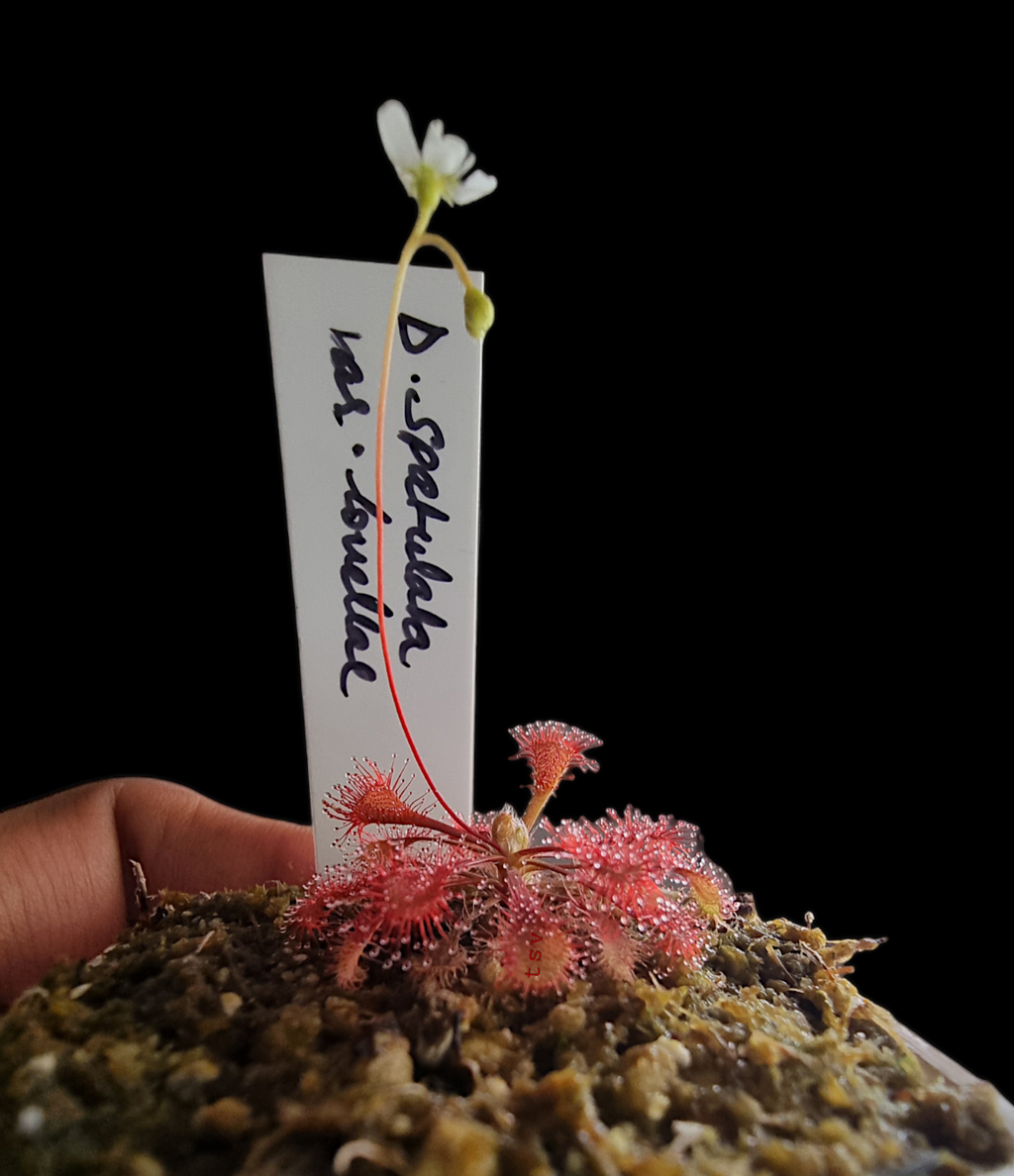 Drosera spatulata var. lovellae