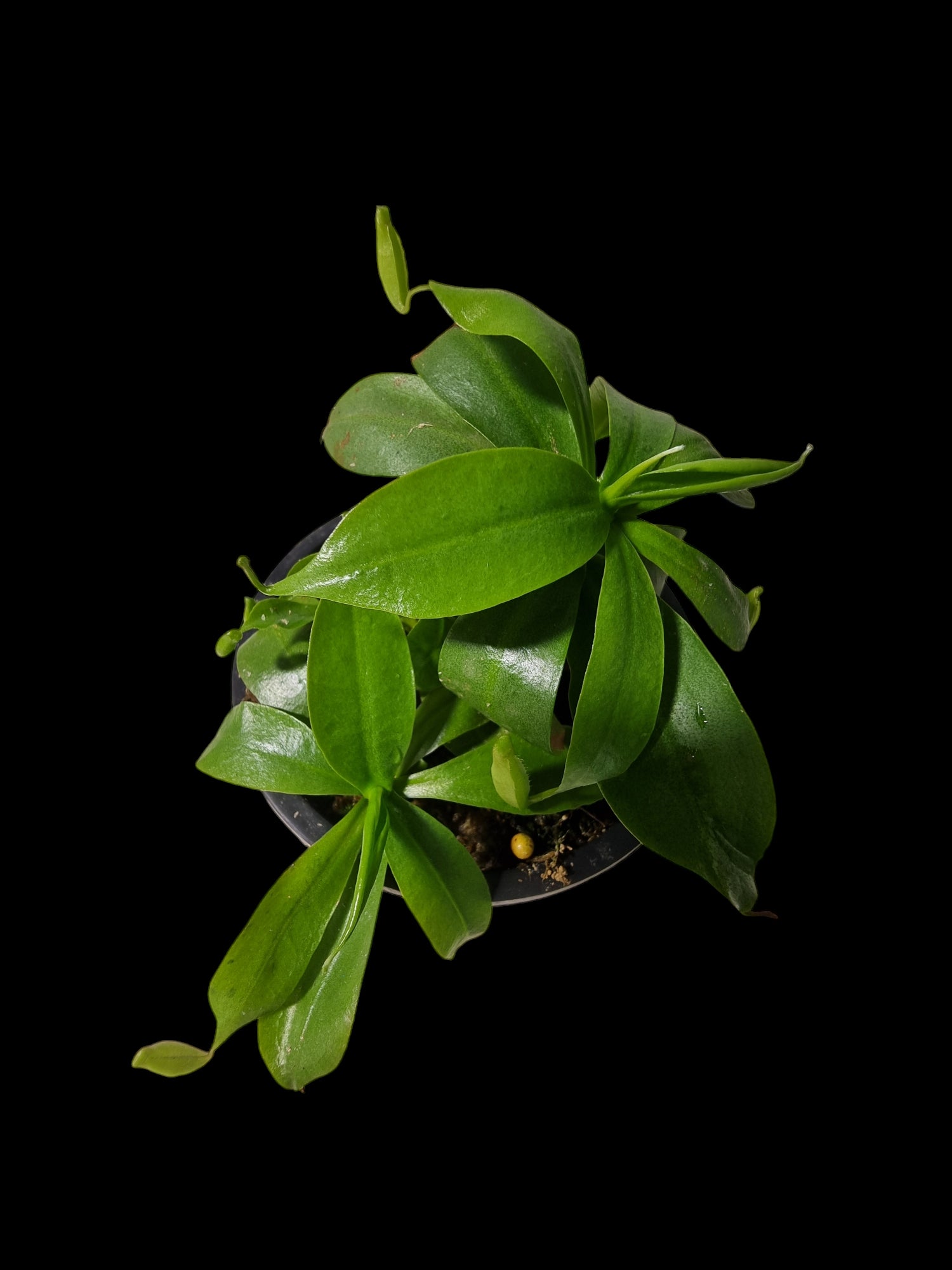 Nepenthes northiana