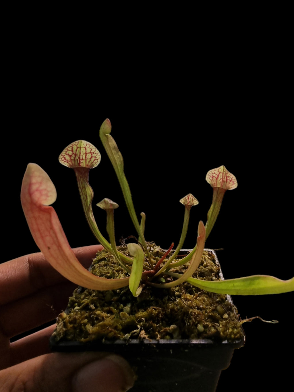 Sarracenia (purpurea x rubra) x reptilian rose