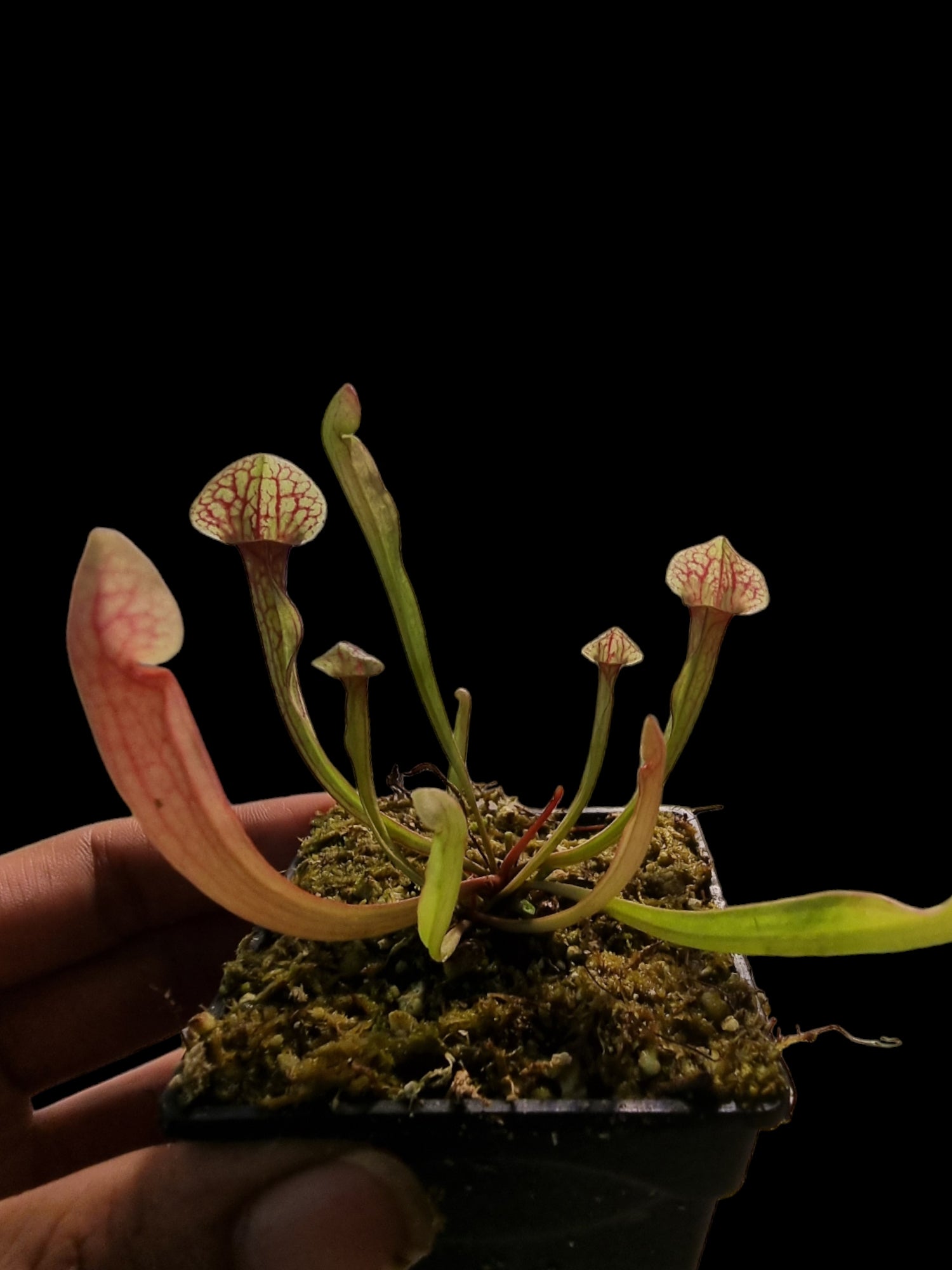Sarracenia (purpurea x rubra) x reptilian rose