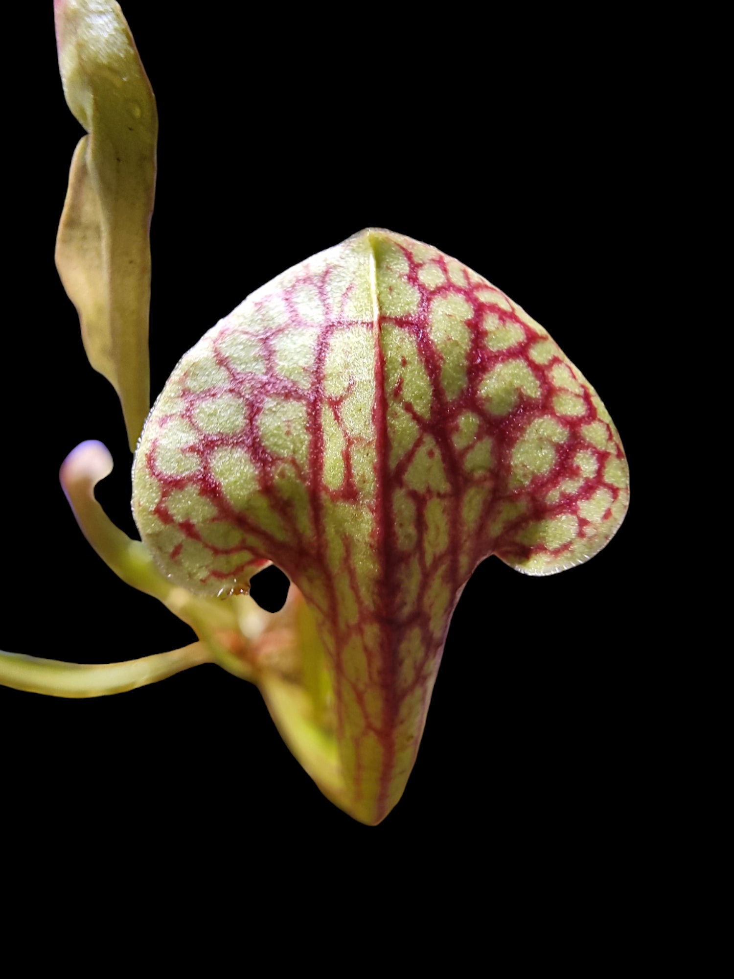 Sarracenia (purpurea x rubra) x reptilian rose