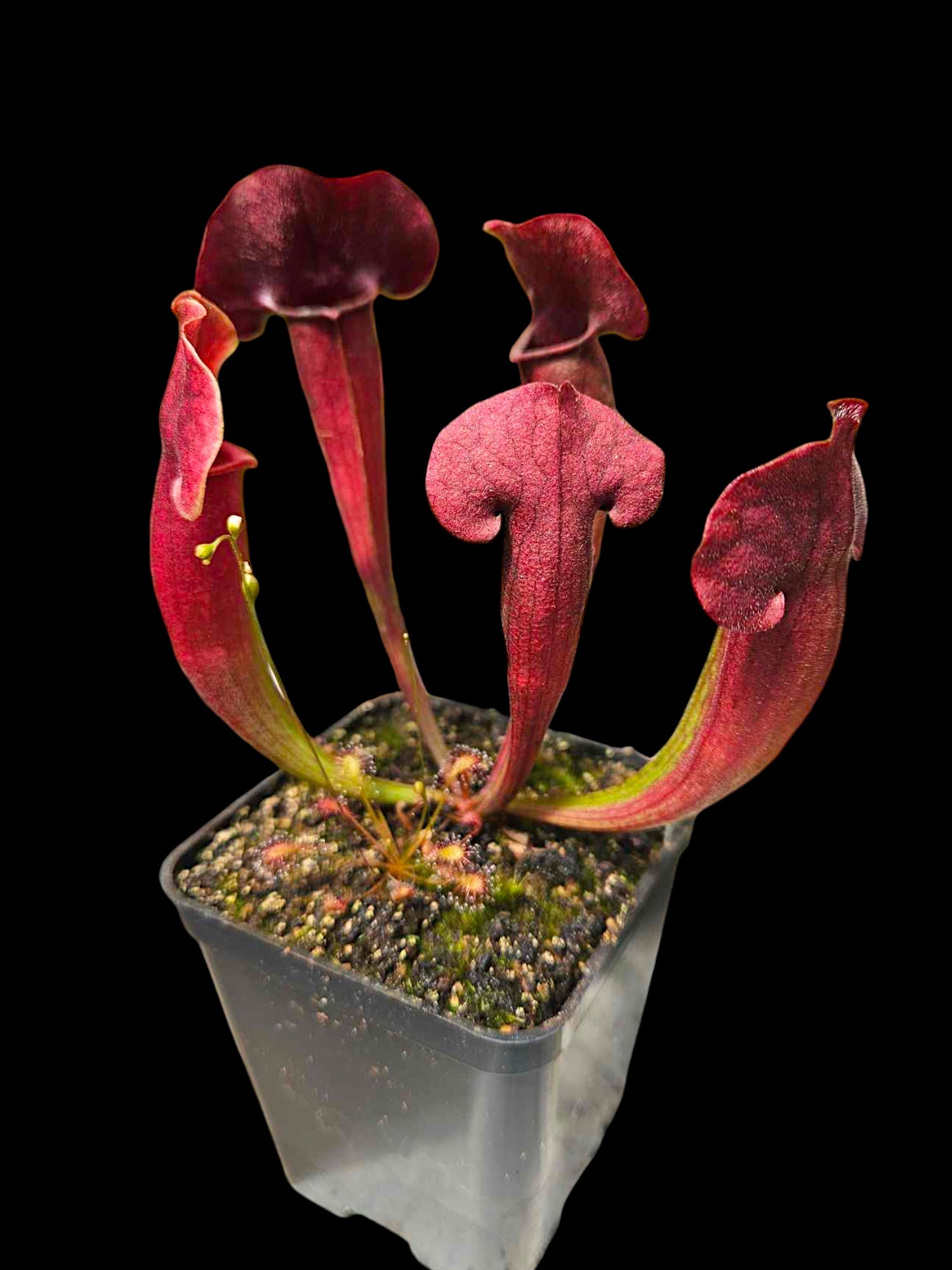 Sarracenia (purpurea x rubra) x reptilian rose