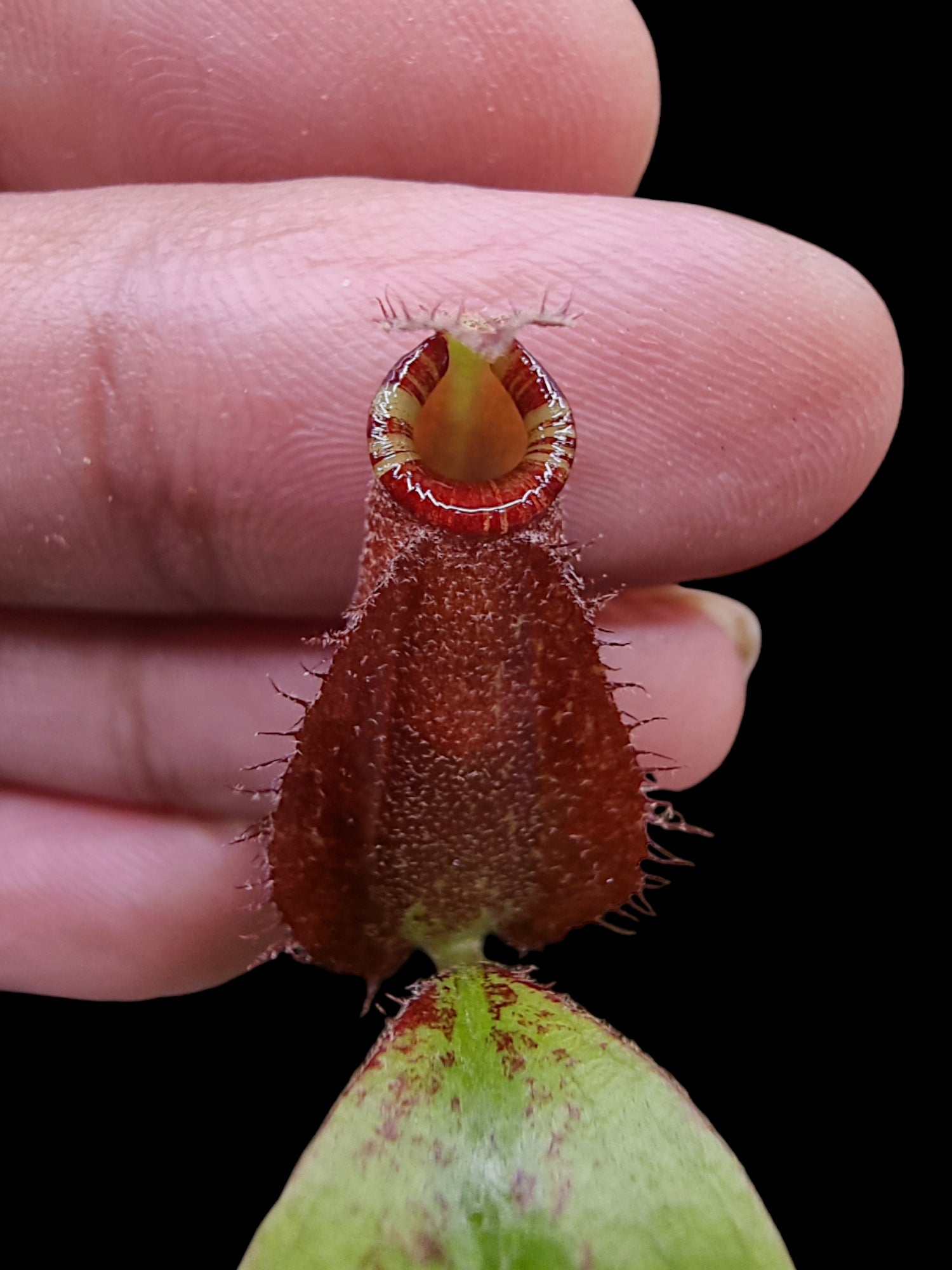 Nepenthes ampullaria black