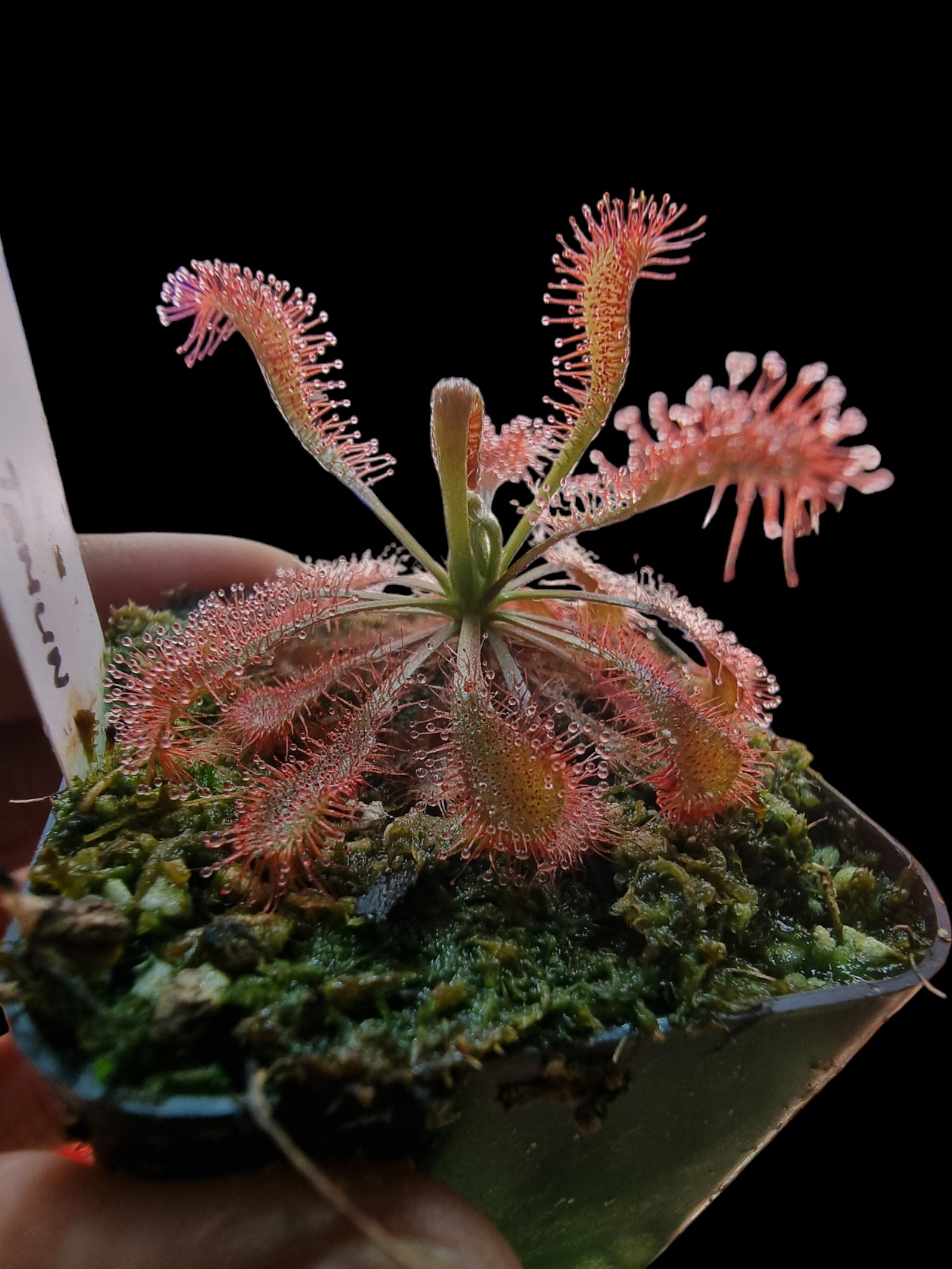Drosera spatulata 'Tamlin'