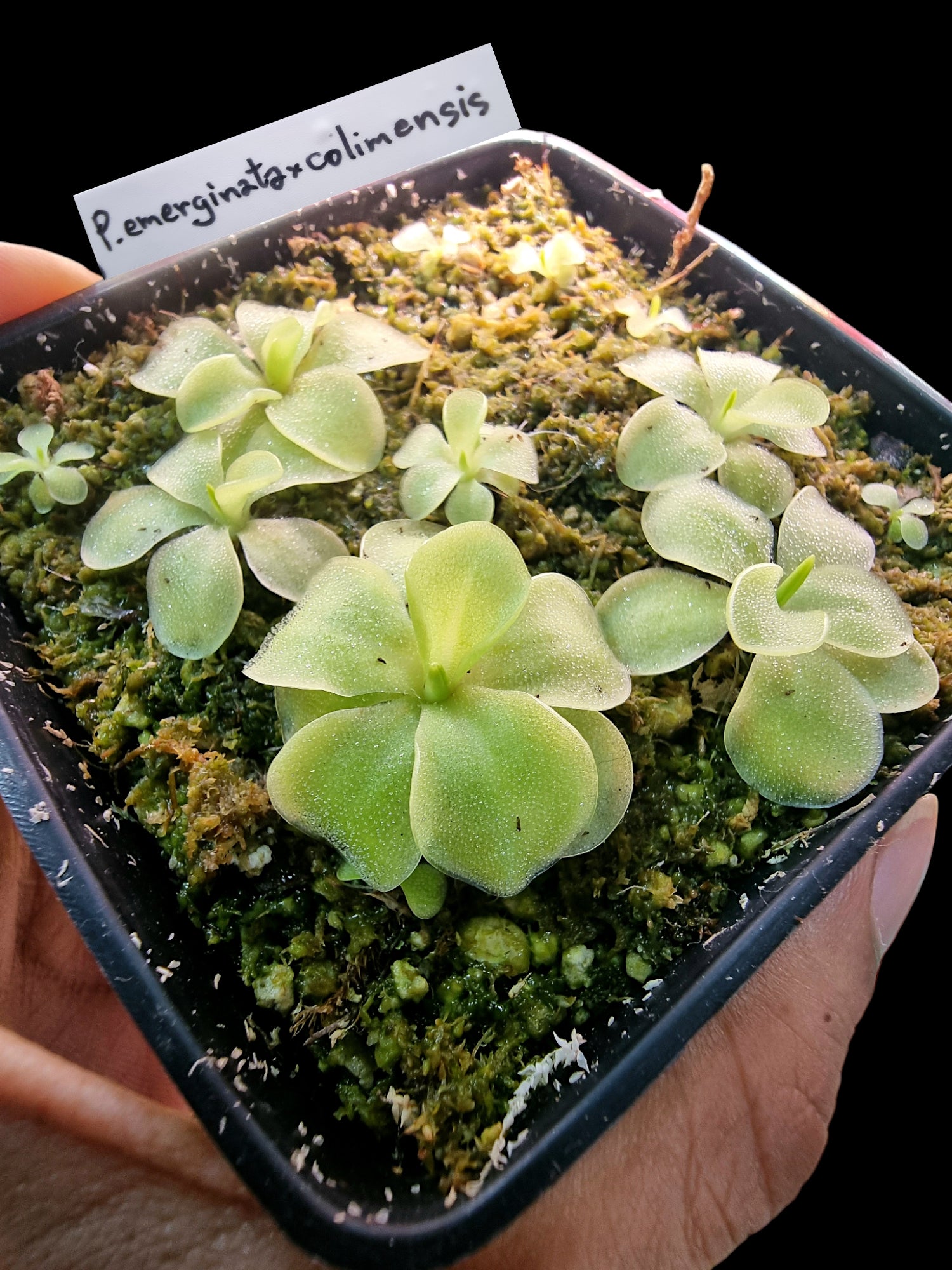 Pinguicula emarginata x colimensis