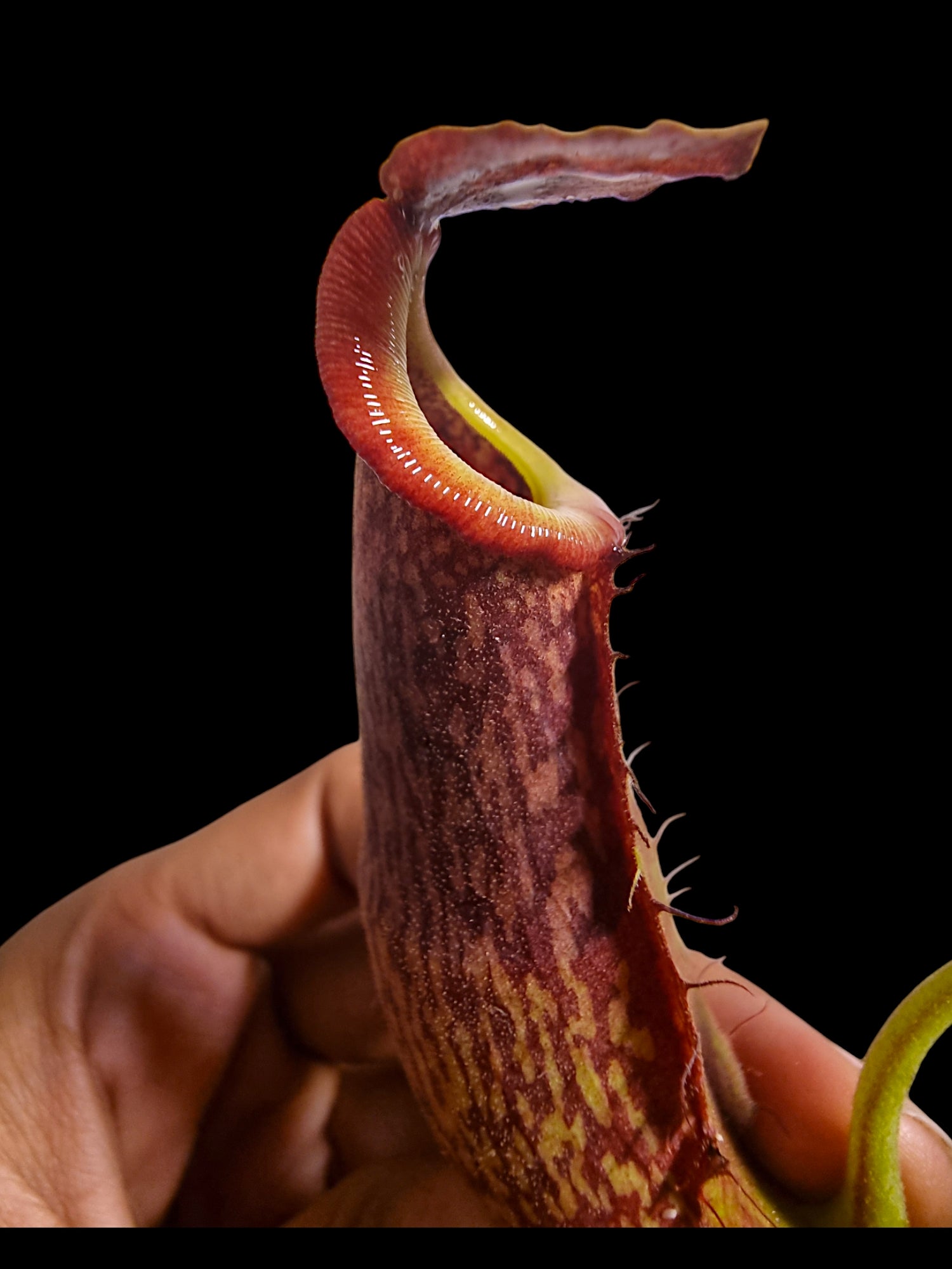 Nepenthes (rokko x boschiana) x vetichii CK – The Shaman Valley