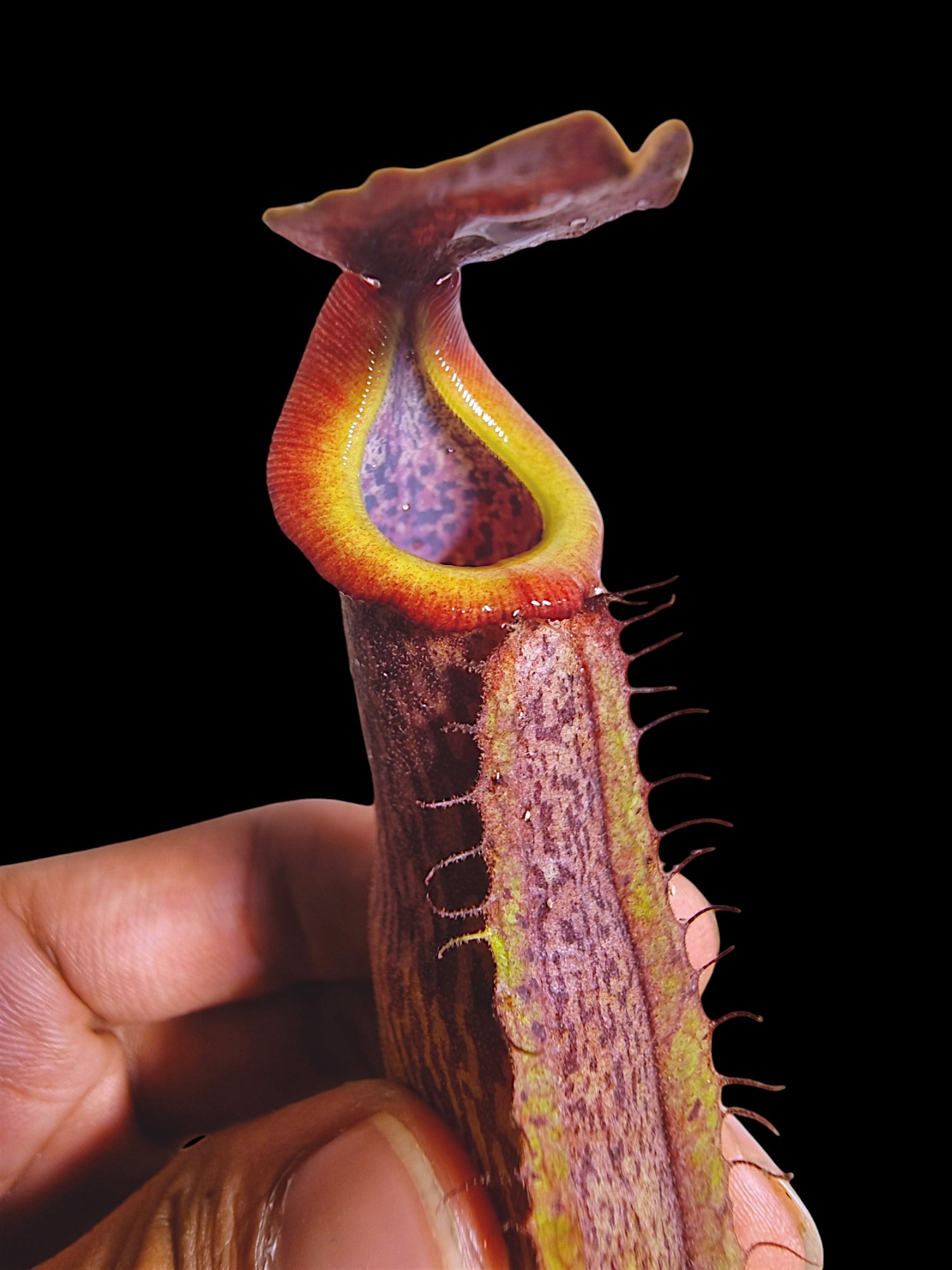 Nepenthes (rokko x boschiana) x vetichii CK – The Shaman Valley