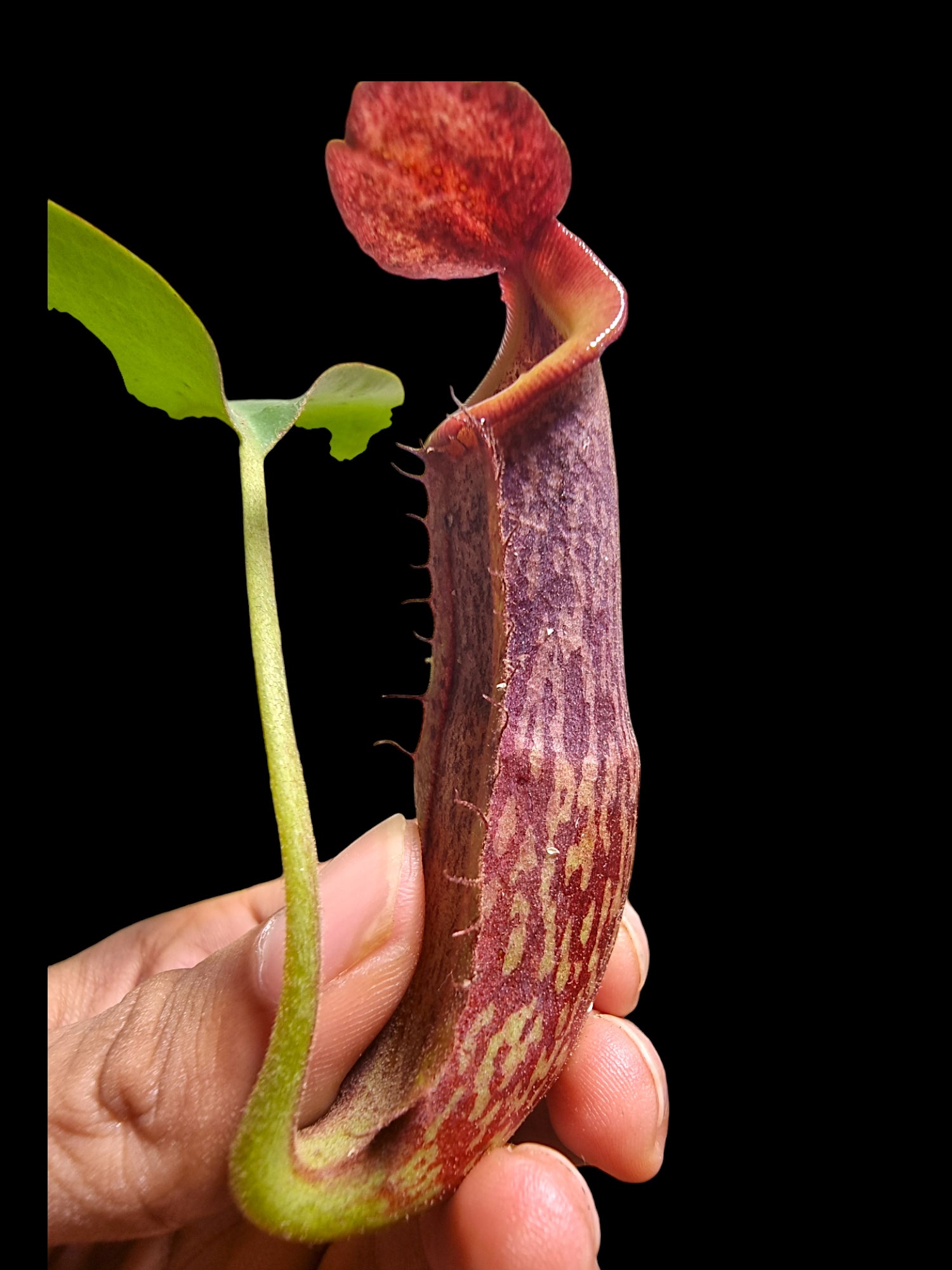 Nepenthes (rokko x boschiana) x vetichii CK – The Shaman Valley