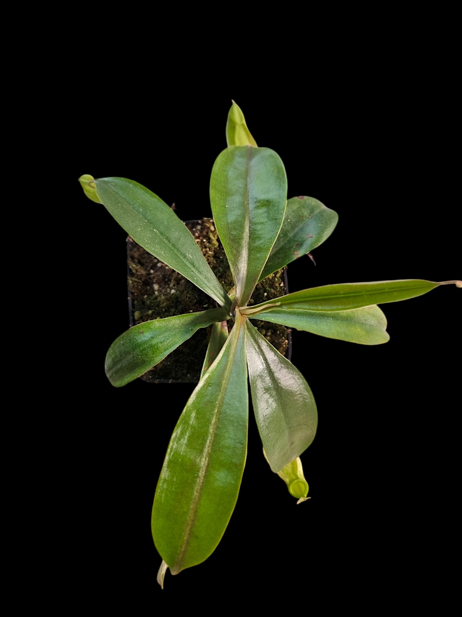 Nepenthes hookeriana
