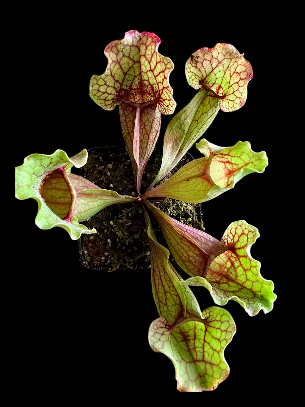 Sarracenia purpurea var. purpurea