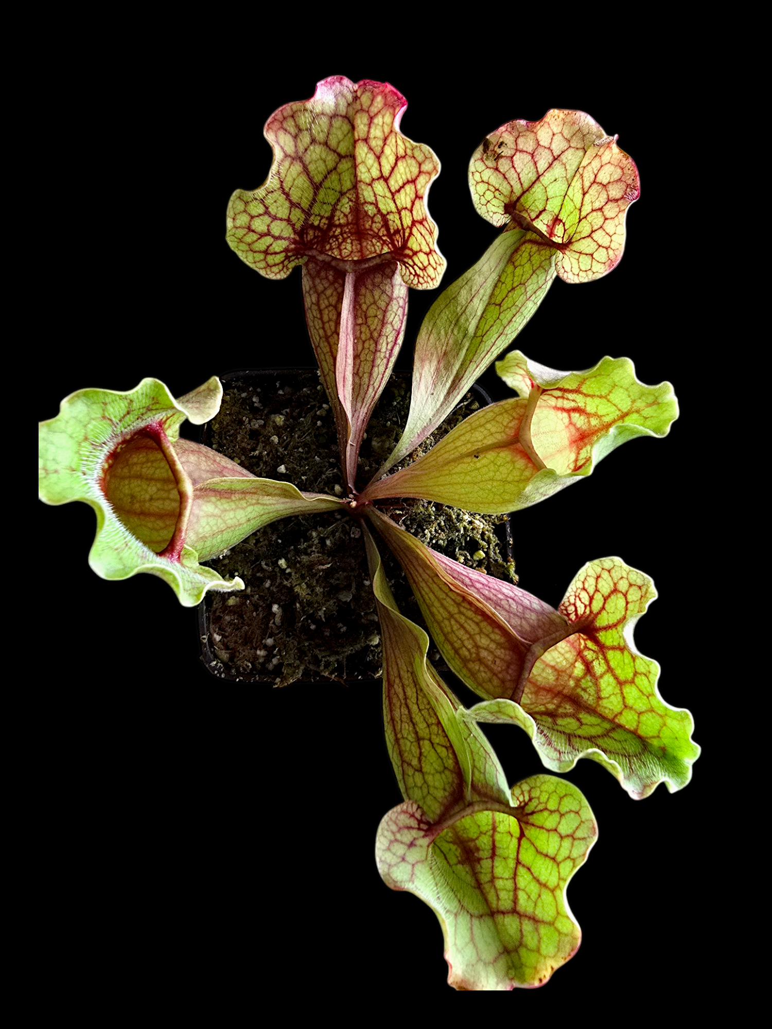 Sarracenia purpurea var. purpurea