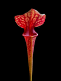 Sarracenia hybrid 01 x f88MK #06