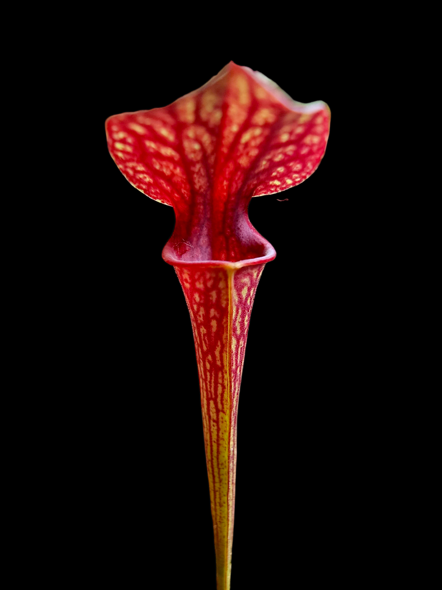 Sarracenia hybrid 01 x f88MK #06