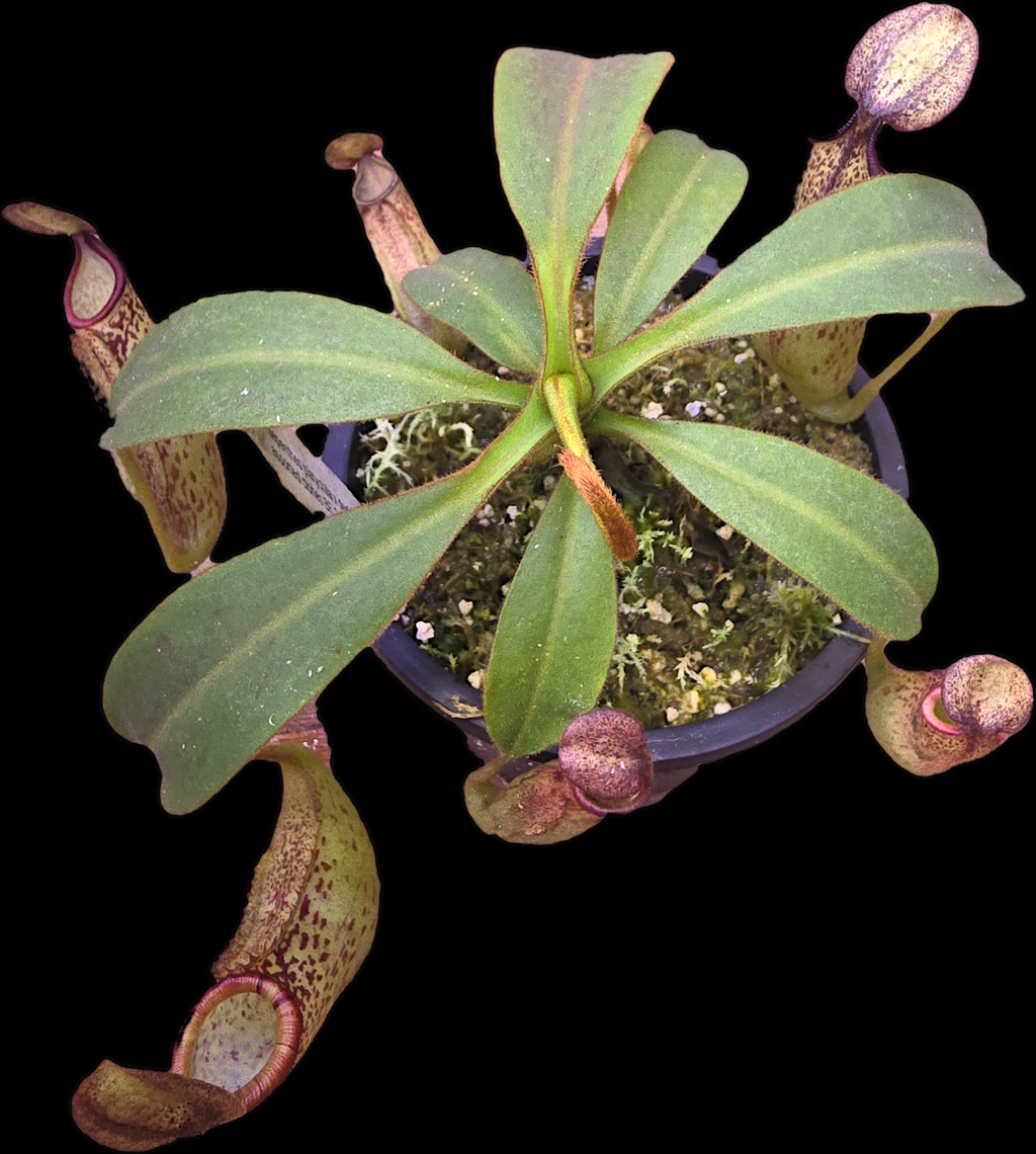 Nepenthes platychila x dactylifera BE-3847