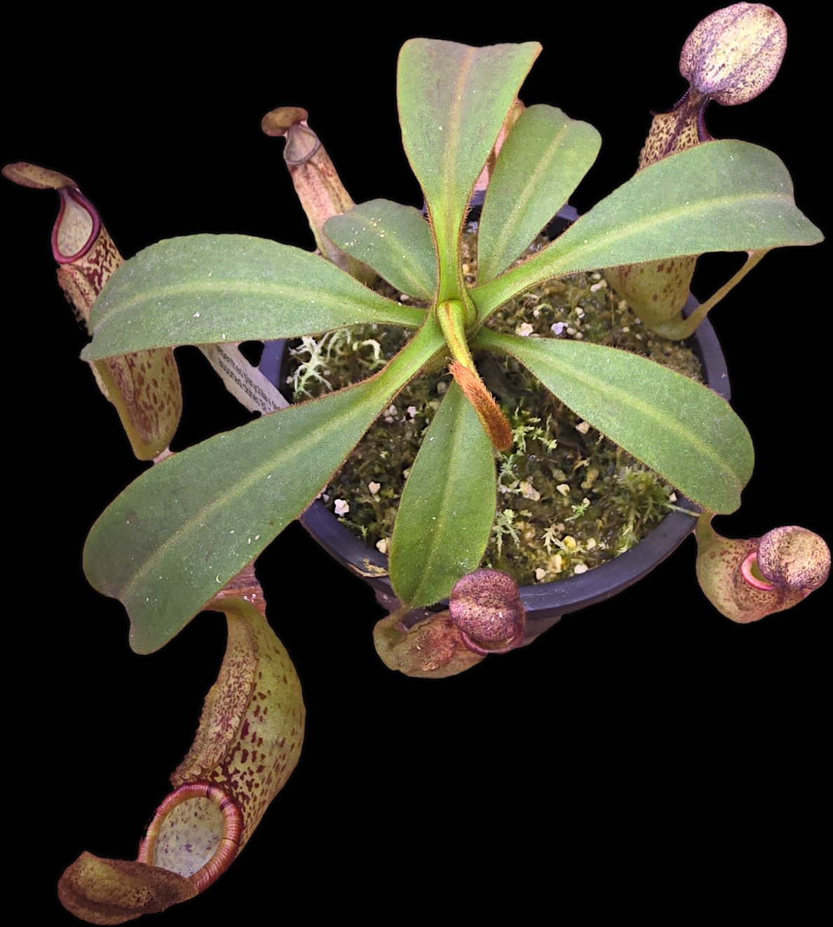 Nepenthes platychila x dactylifera BE-3847