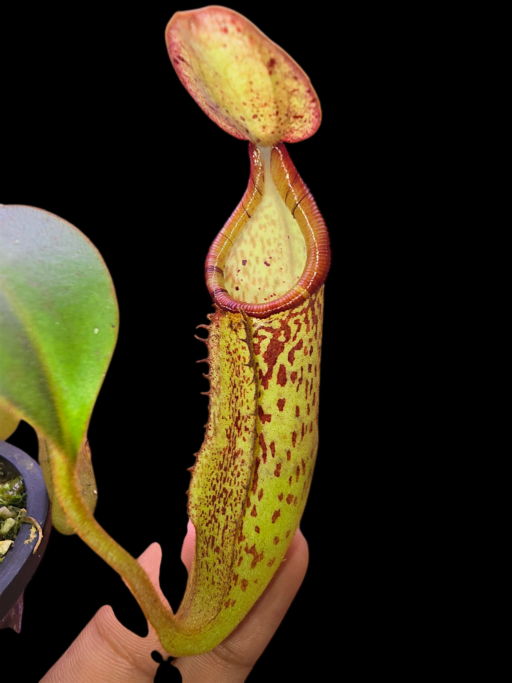 Nepenthes platychila x dactylifera BE-3847