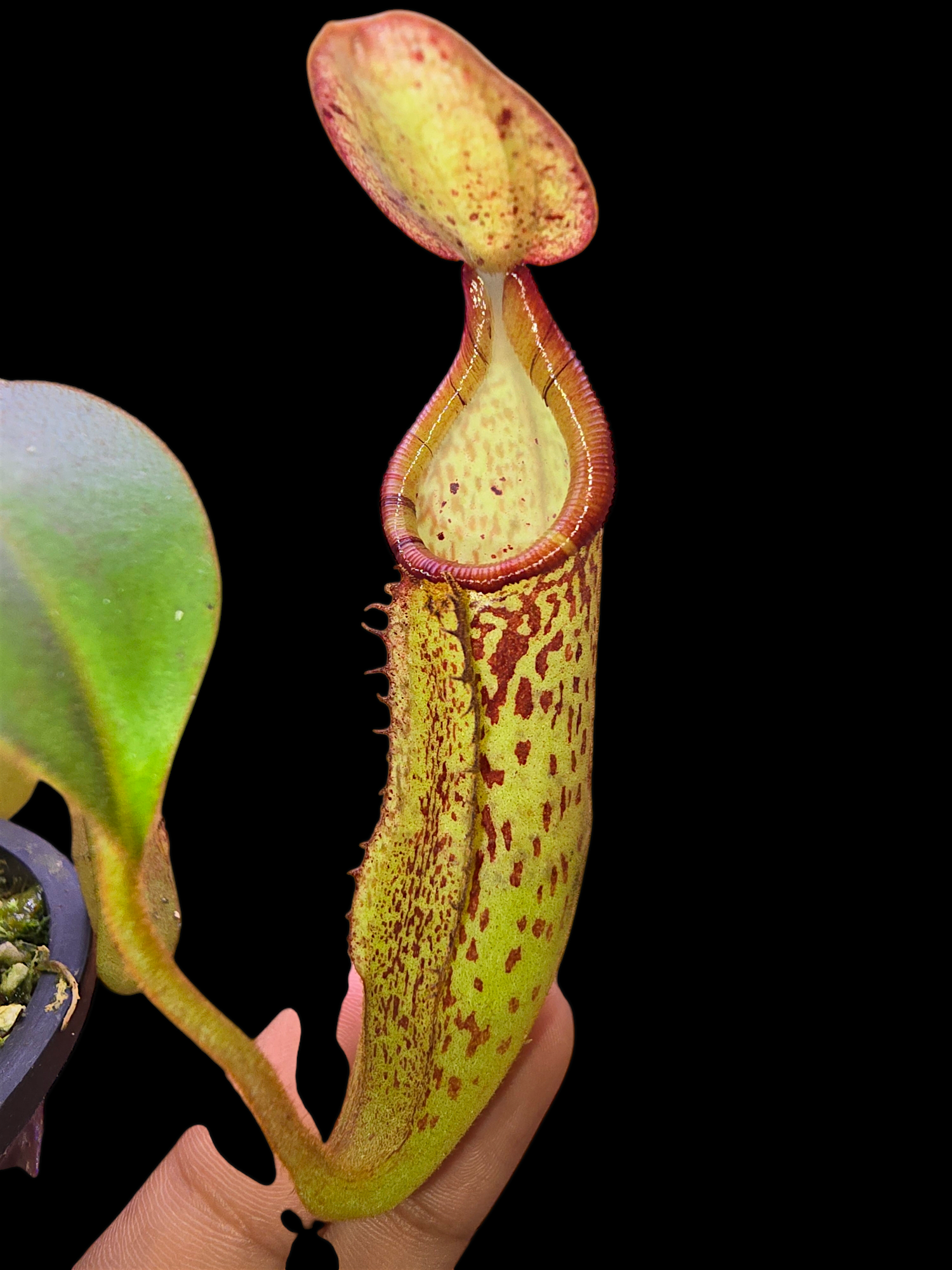 Nepenthes platychila x dactylifera BE-3847