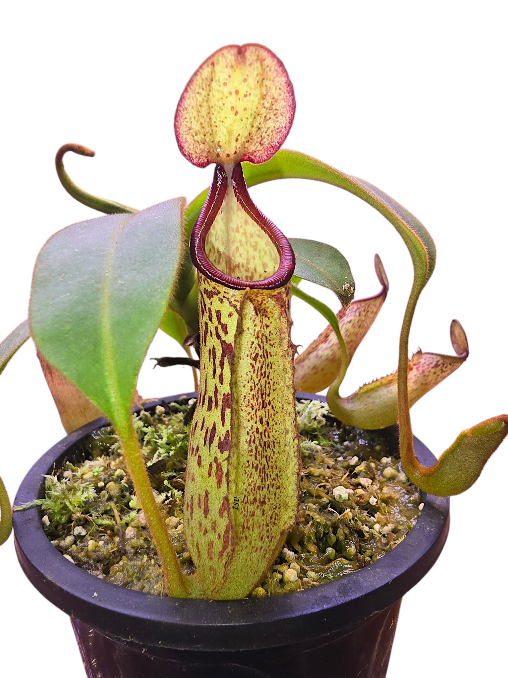 Nepenthes platychila x dactylifera BE-3847