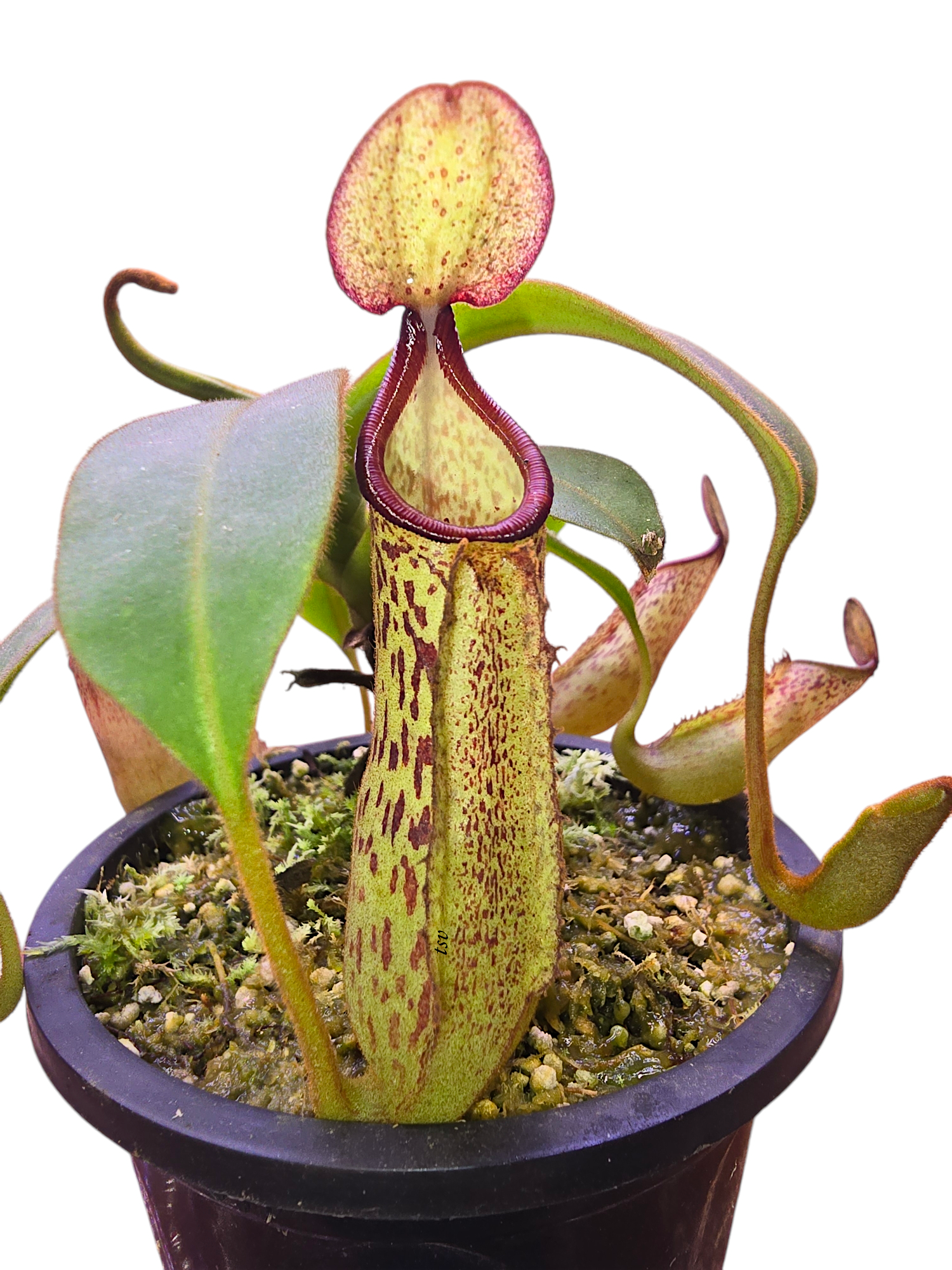 Nepenthes platychila x dactylifera BE-3847