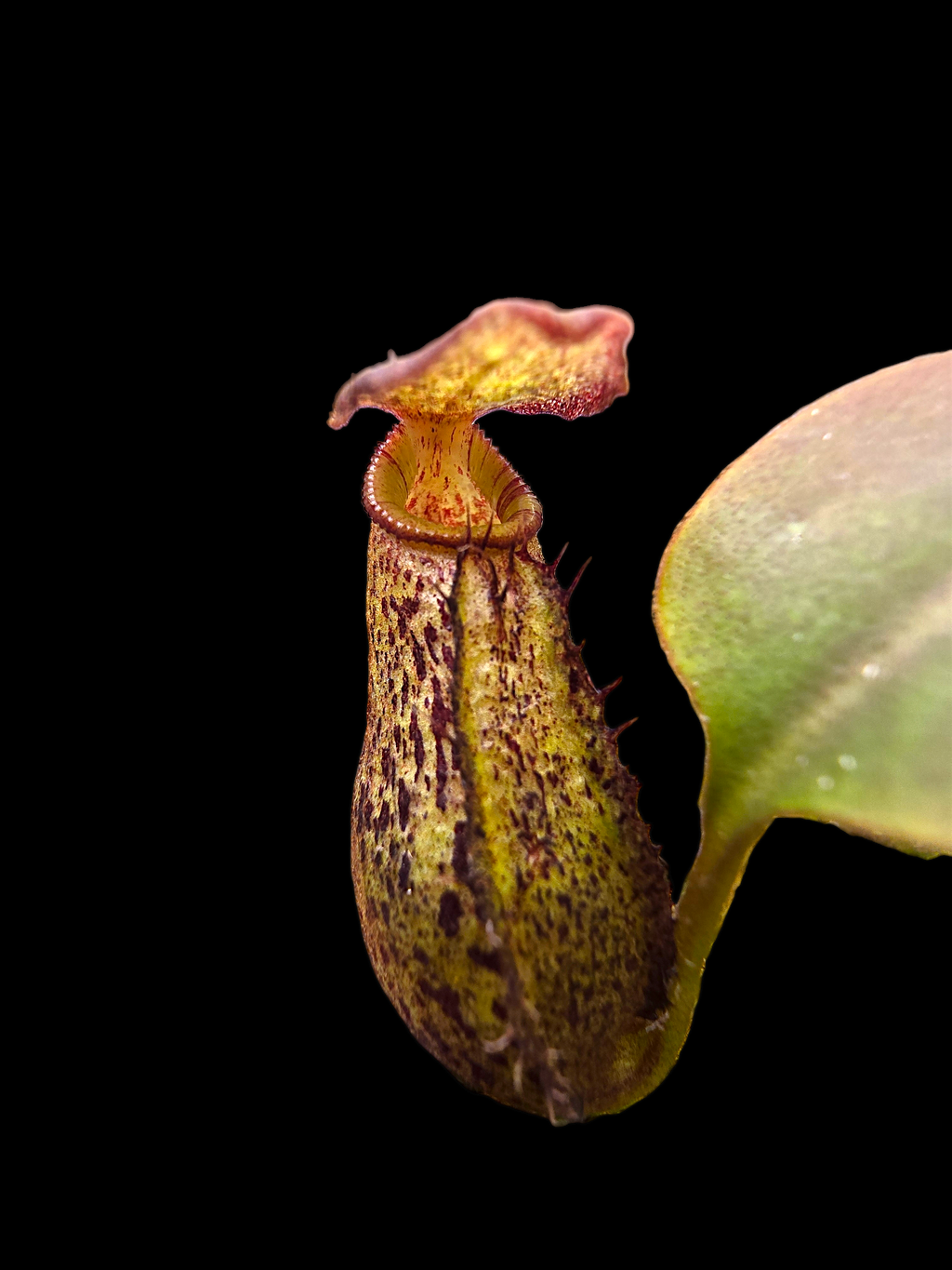 Nepenthes robcantleyi x ( aristolochioides x spectabilis) BE-3966
