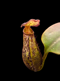 Nepenthes robcantleyi x ( aristolochioides x spectabilis) BE-3966