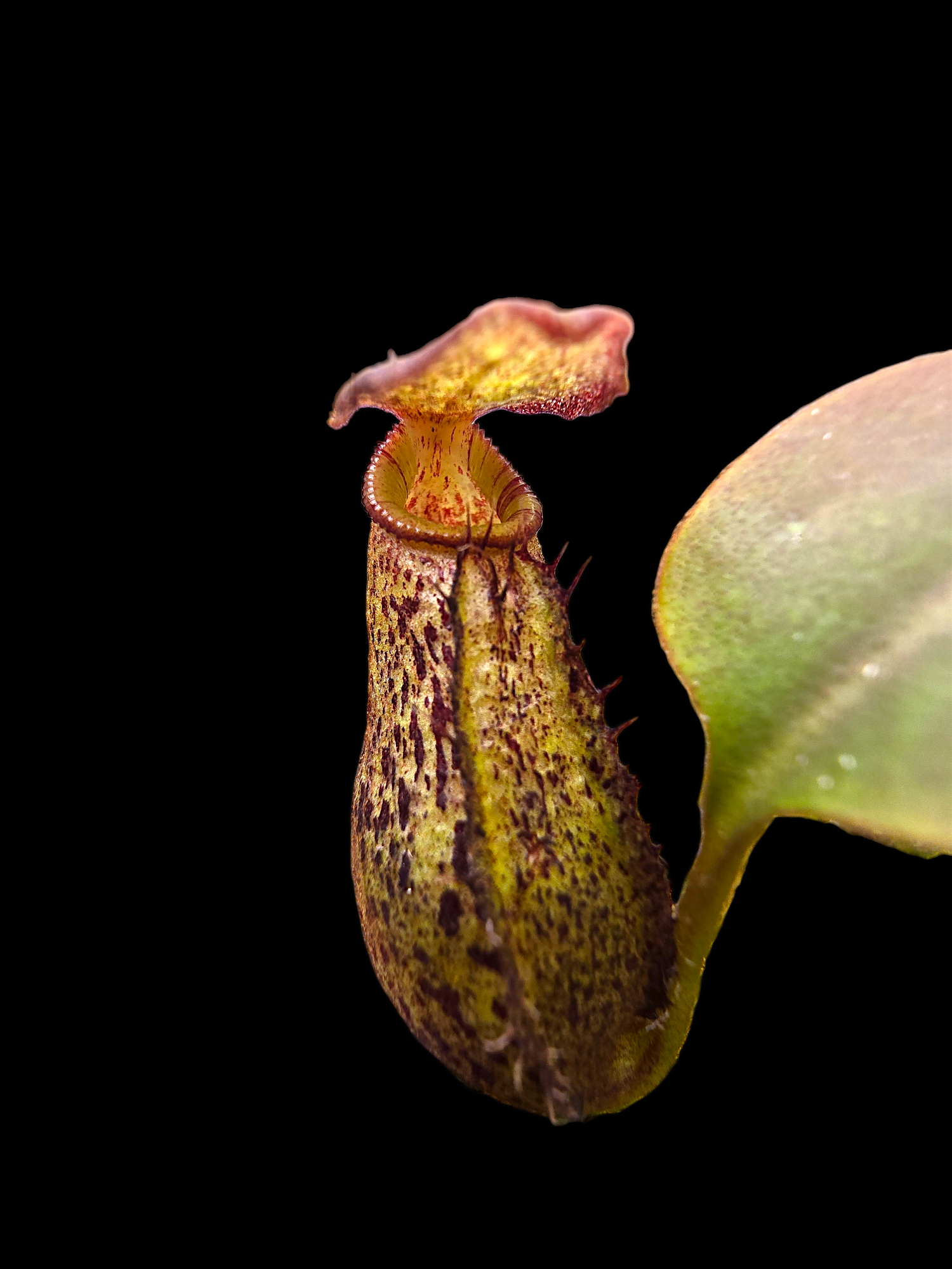Nepenthes robcantleyi x ( aristolochioides x spectabilis) BE-3966