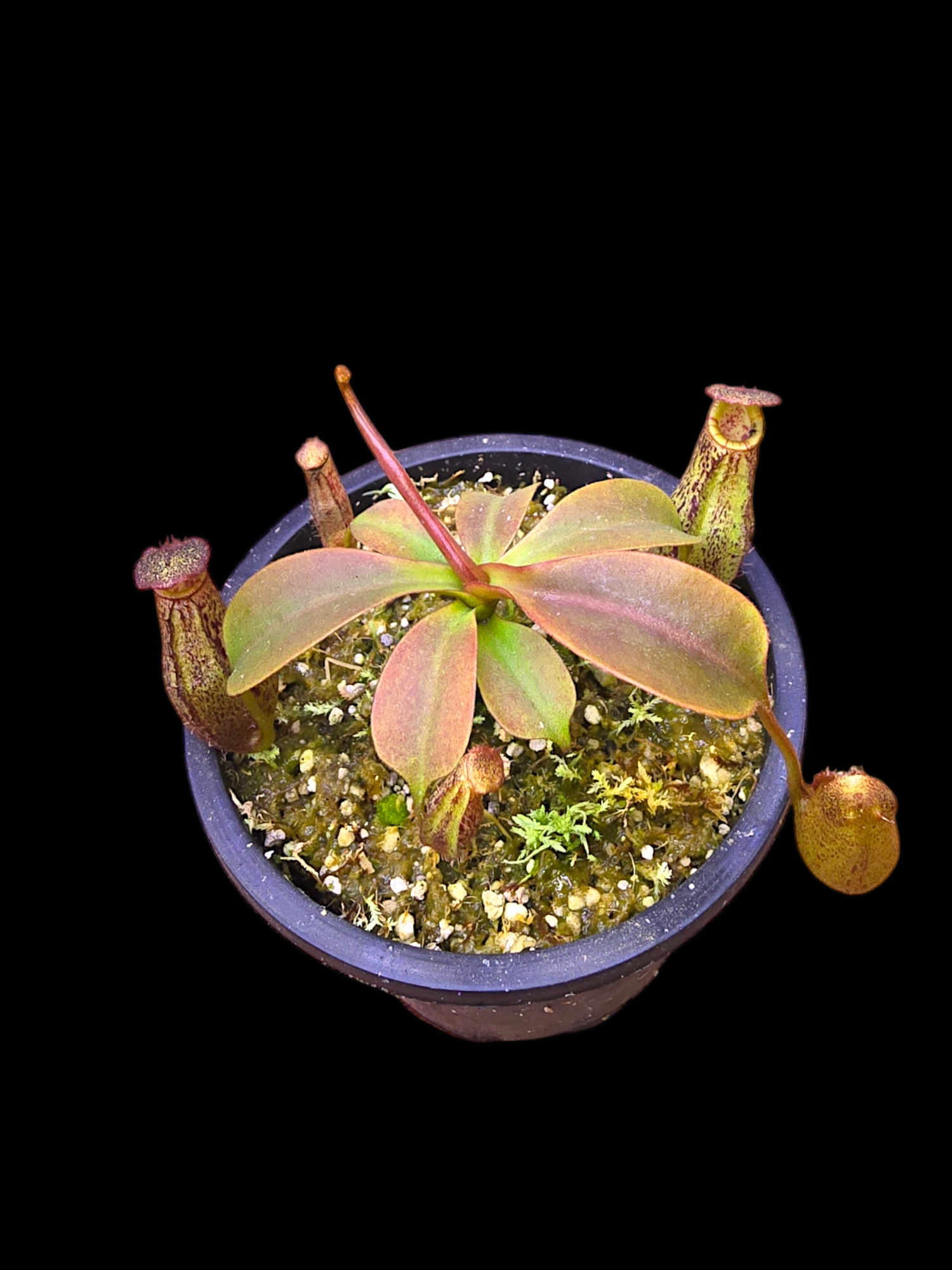 Nepenthes robcantleyi x ( aristolochioides x spectabilis) BE-3966