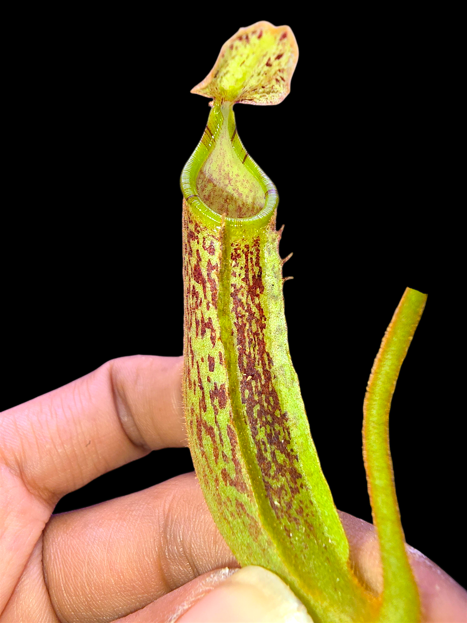 Nepenthes (veitchii x platychila) x platychila BE-4072