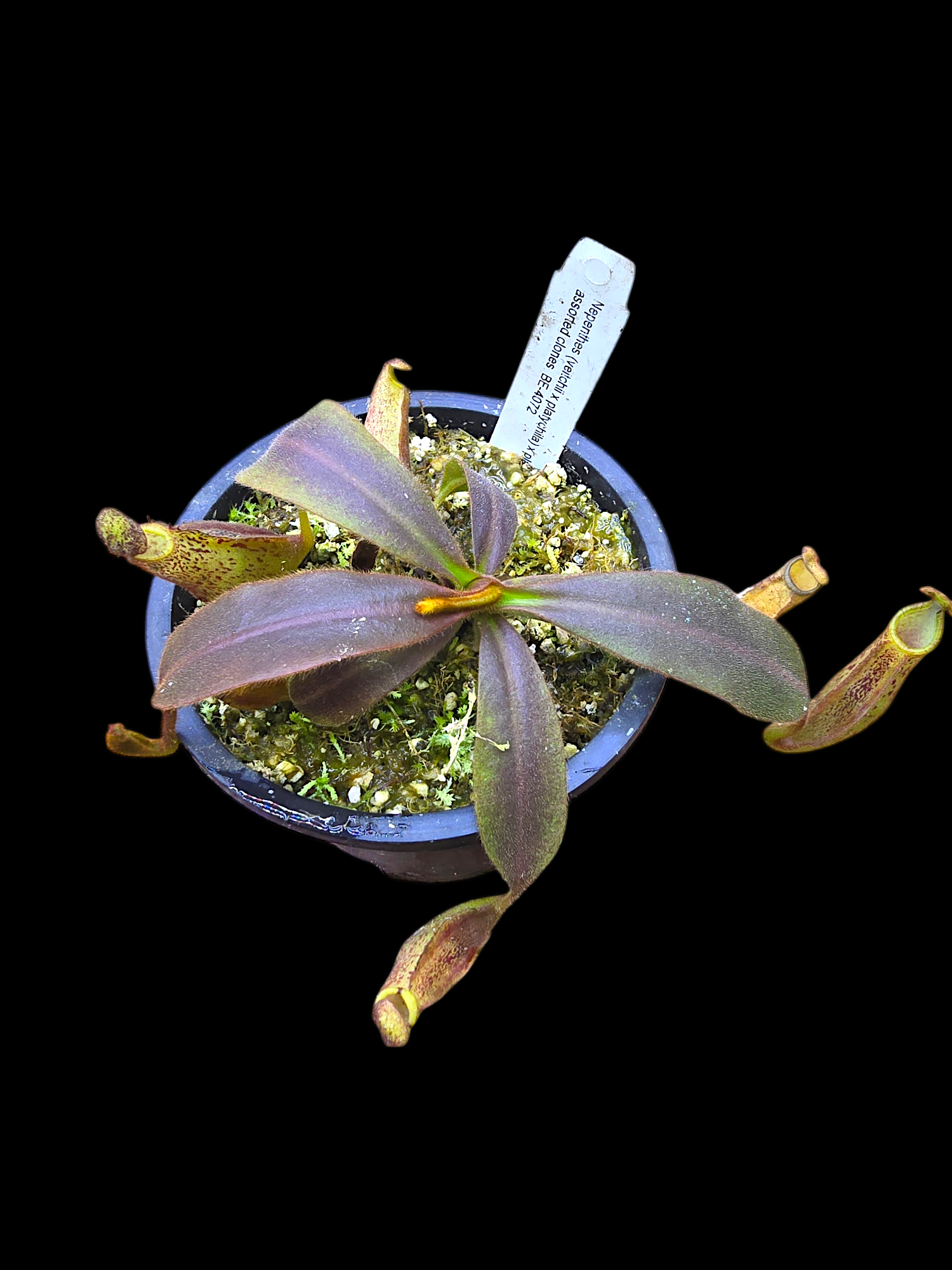 Nepenthes (veitchii x platychila) x platychila BE-4072