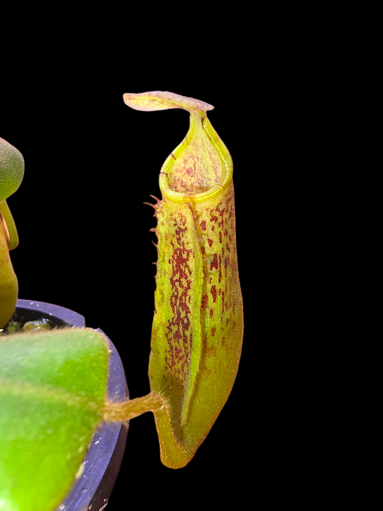Nepenthes (veitchii x platychila) x platychila BE-4072