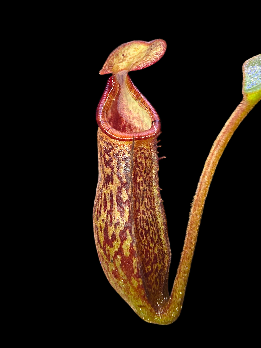 Nepenthes rajah x platychila BE-4509