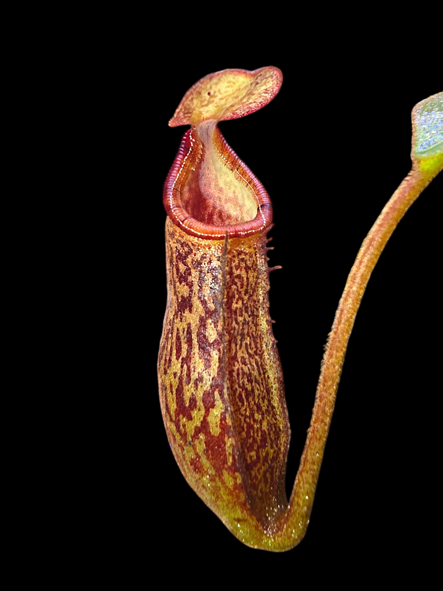 Nepenthes rajah x platychila BE-4509