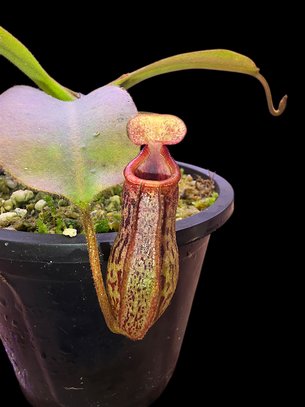 Nepenthes rajah x platychila BE-4509