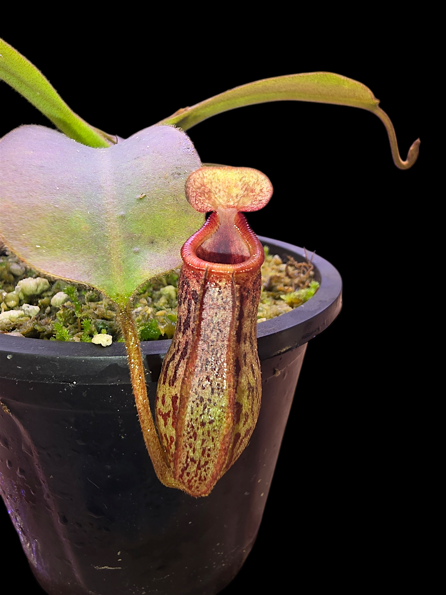 Nepenthes rajah x platychila BE-4509
