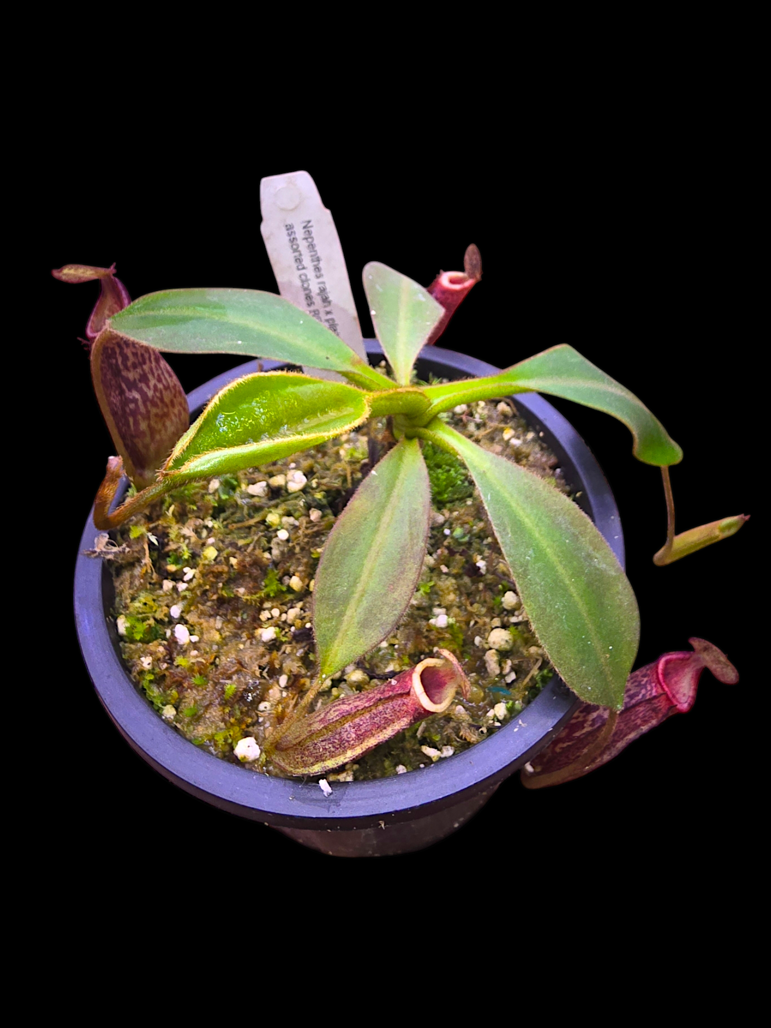 Nepenthes rajah x platychila BE-4509