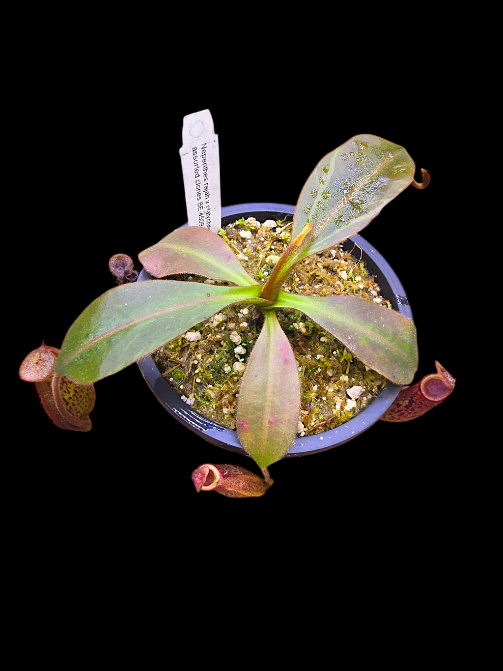 Nepenthes rajah x platychila BE-4509