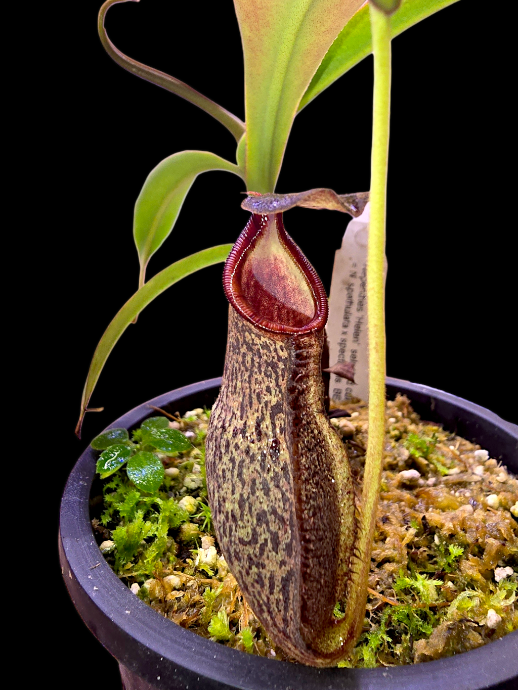Nepethes 'Helen' selected cultivar  spatulata x spectabilis BE-4528