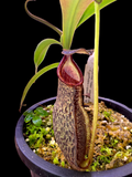 Nepethes 'Helen' selected cultivar  spatulata x spectabilis BE-4528
