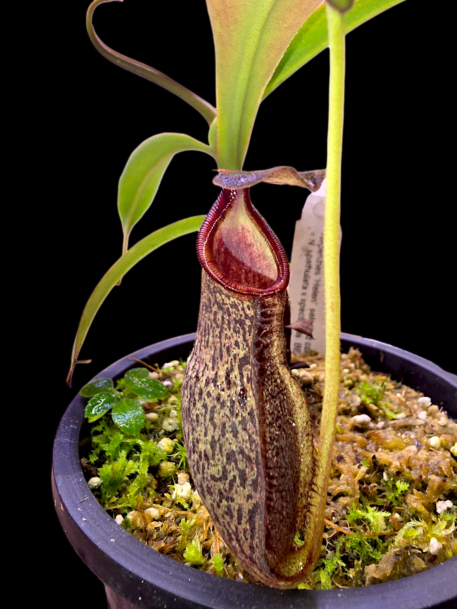 Nepethes 'Helen' selected cultivar  spatulata x spectabilis BE-4528
