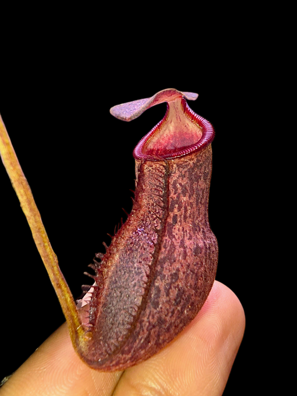 Nepethes 'Helen' selected cultivar  spatulata x spectabilis BE-4528