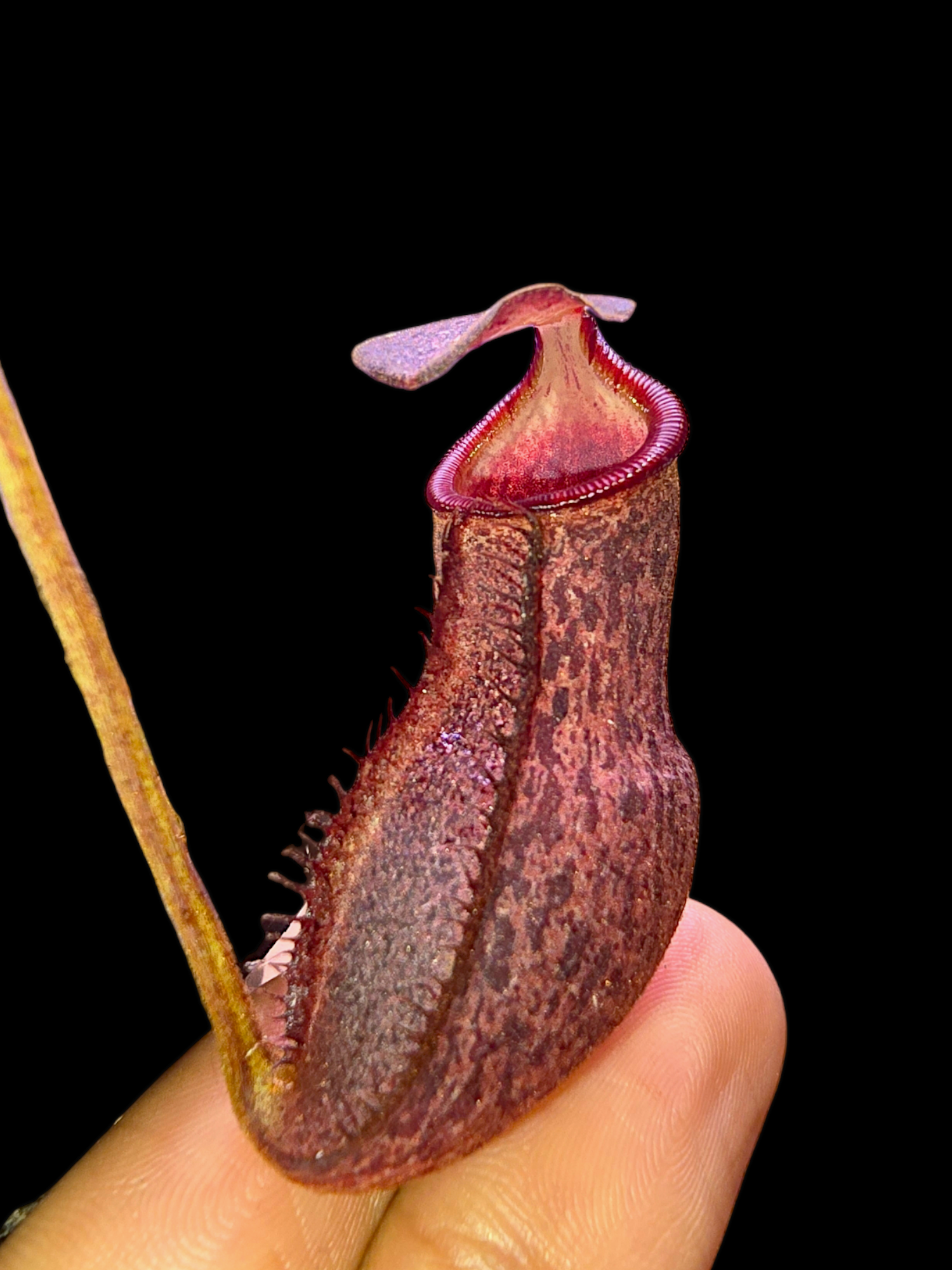 Nepethes 'Helen' selected cultivar  spatulata x spectabilis BE-4528