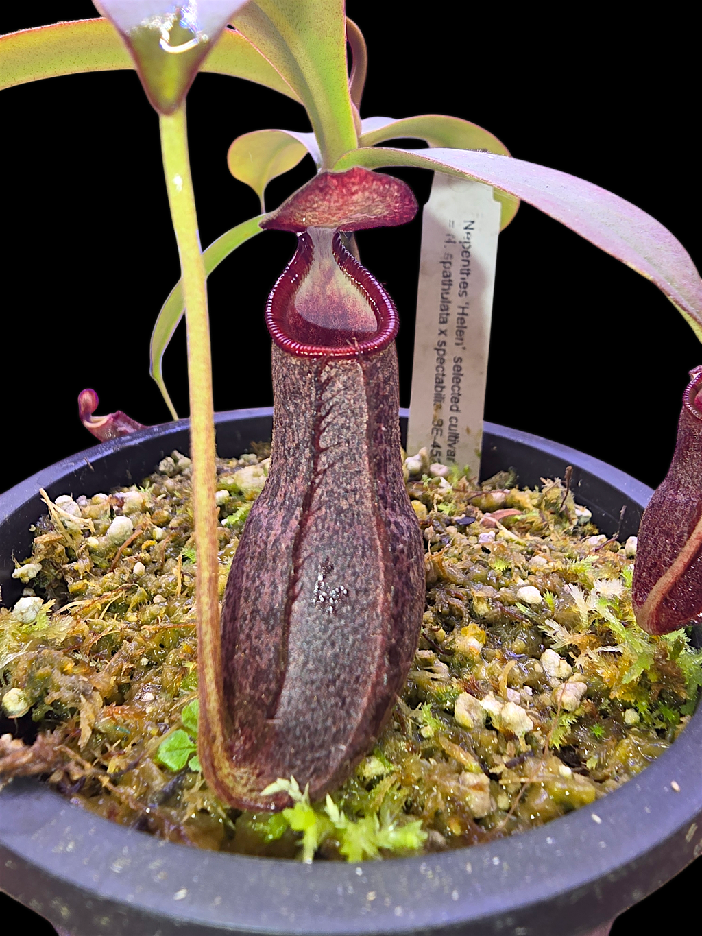 Nepethes 'Helen' selected cultivar  spatulata x spectabilis BE-4528